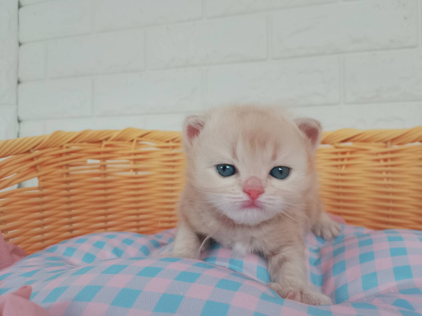 赤ちゃん写真1-1