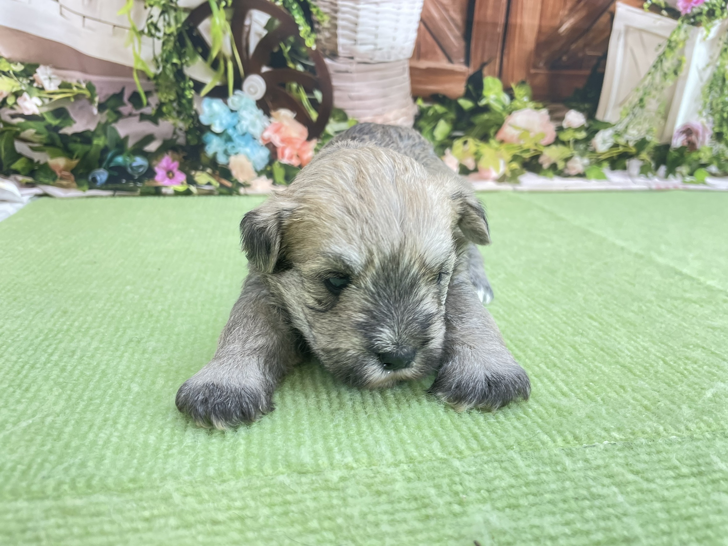 赤ちゃん写真1-1