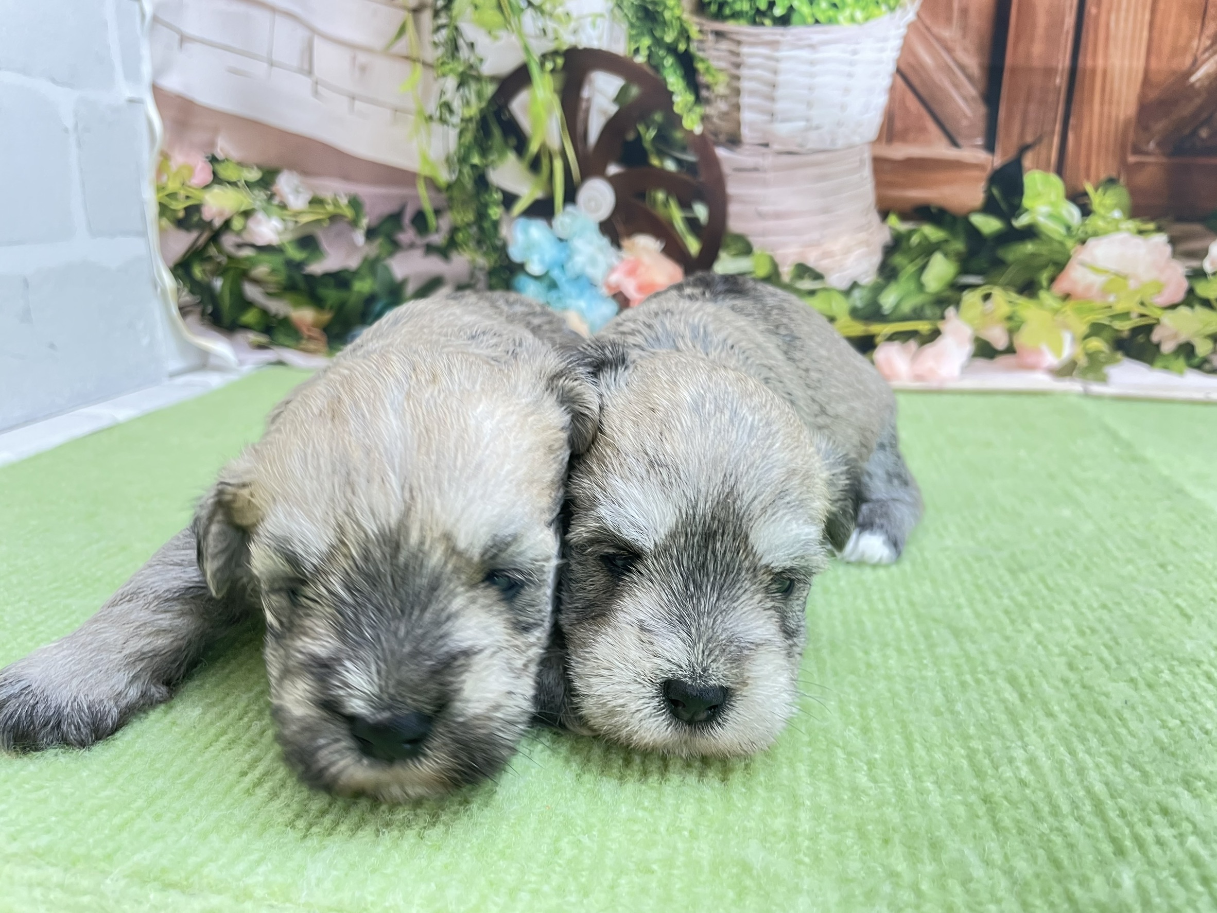 赤ちゃん写真1-3