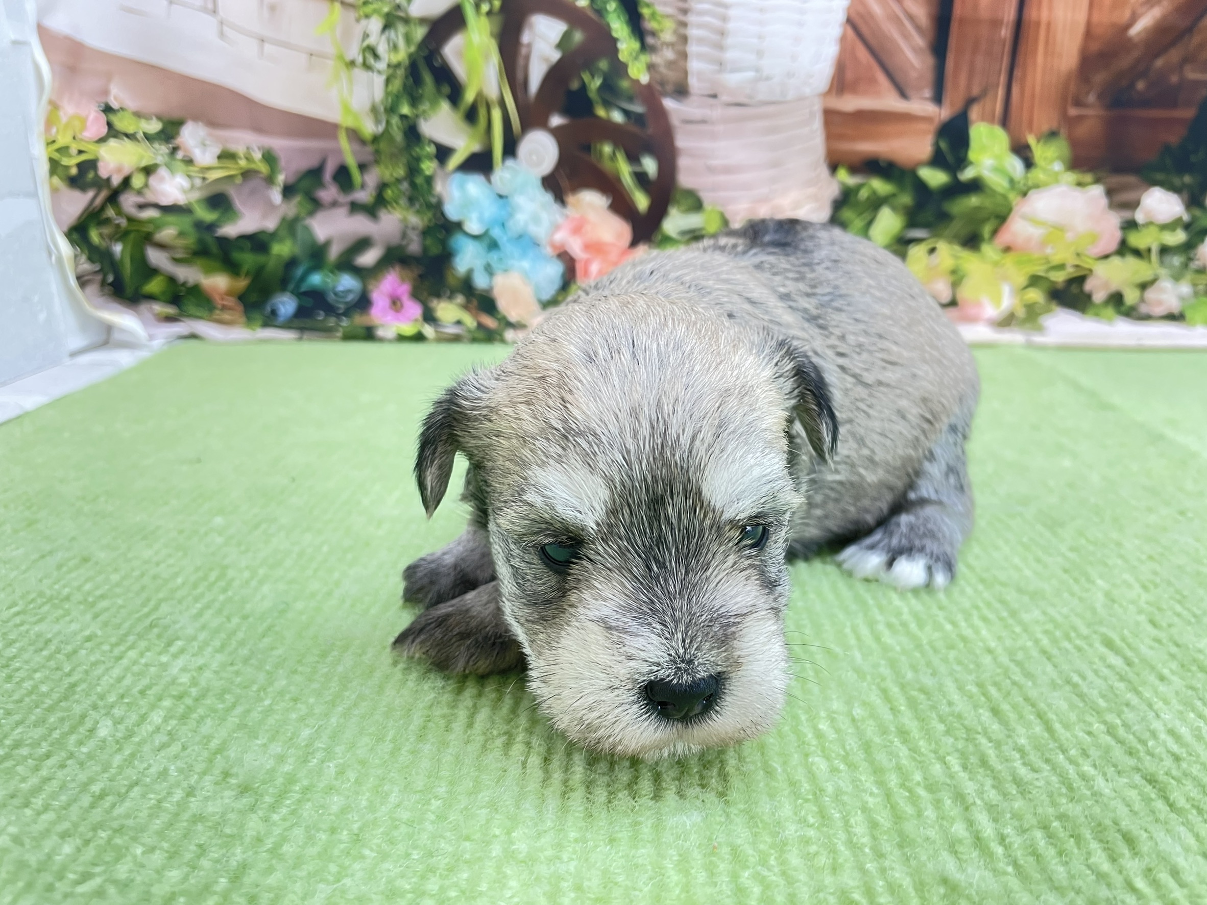 赤ちゃん写真1-1