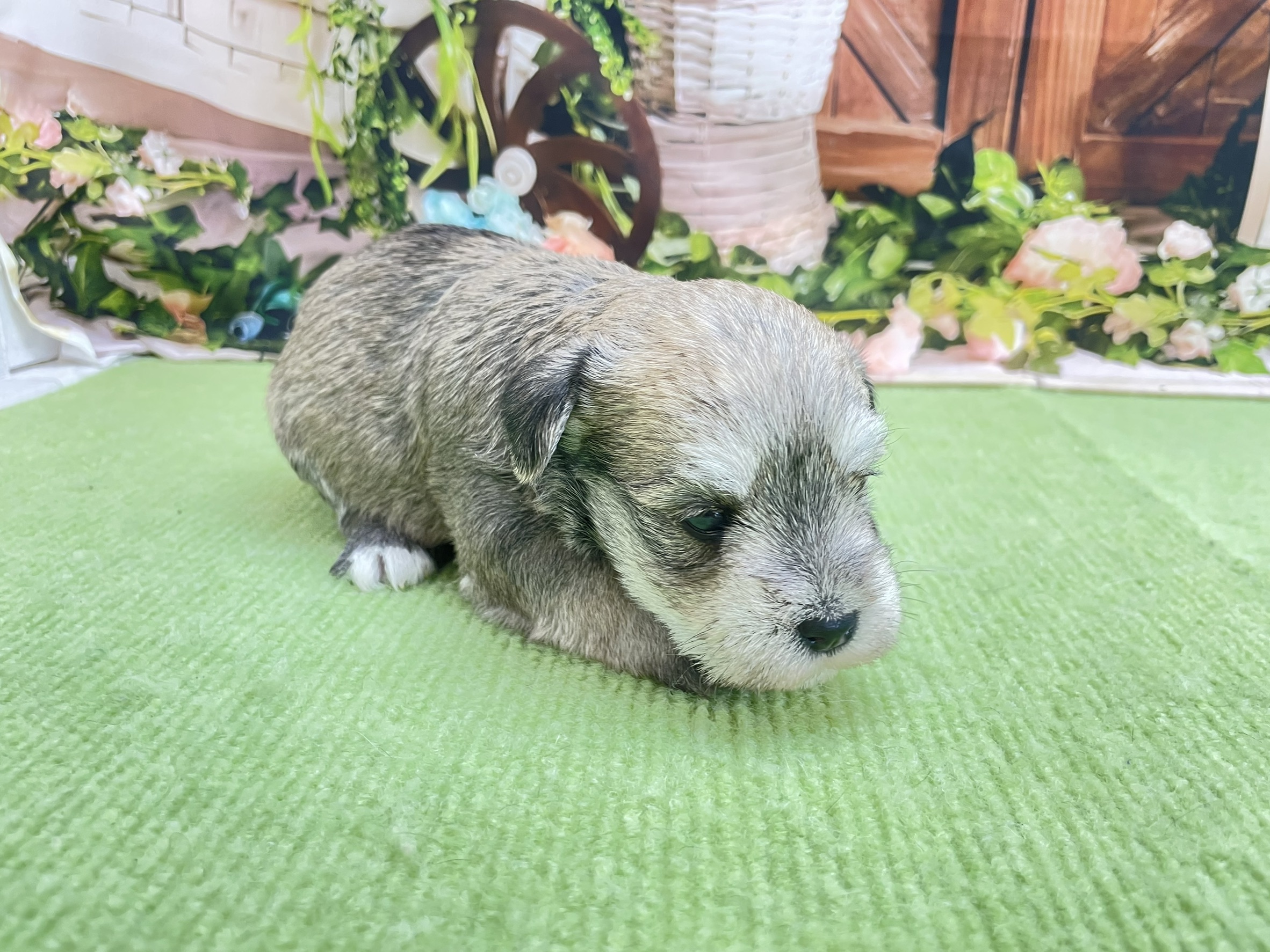赤ちゃん写真1-2