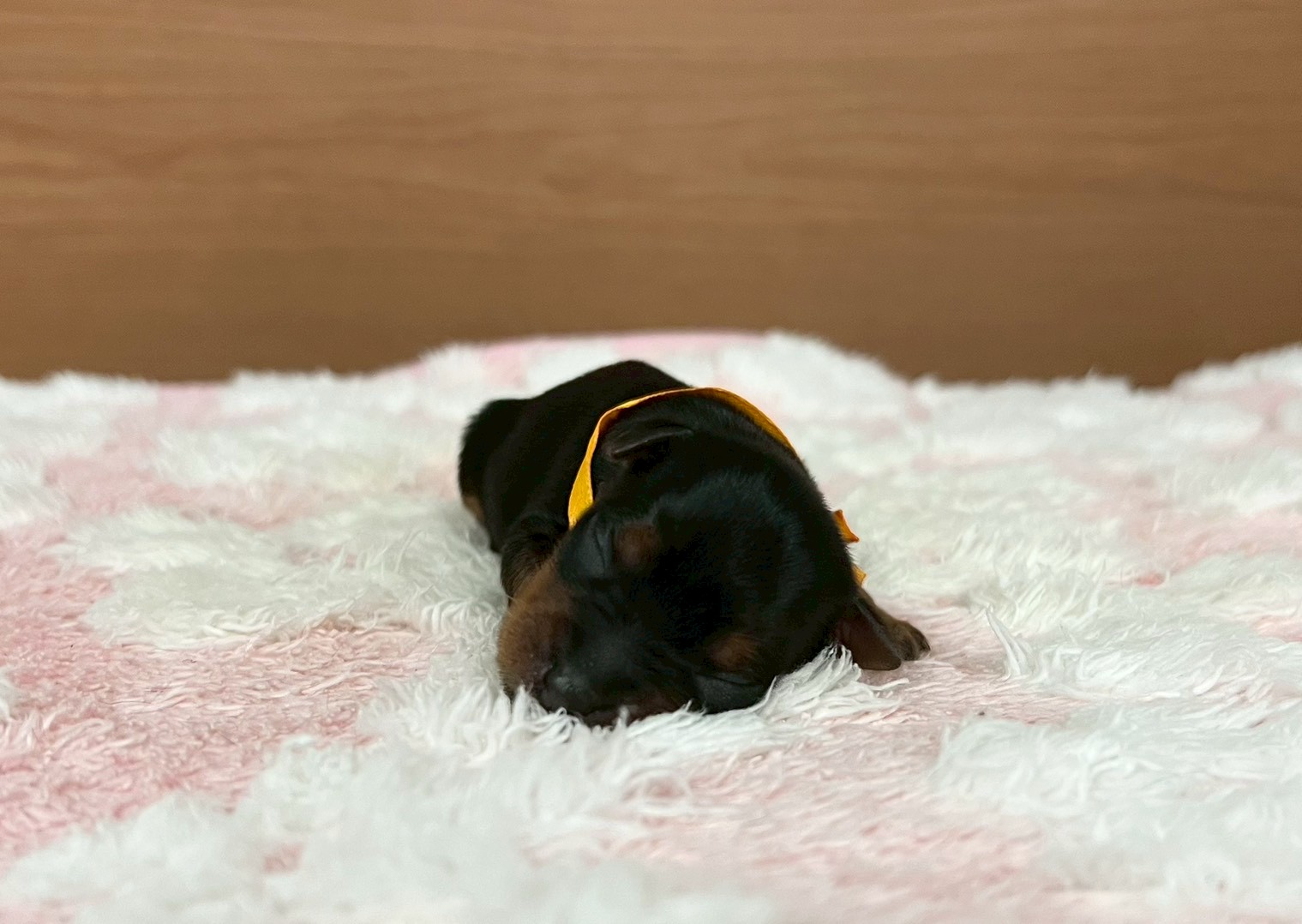赤ちゃん写真1-1