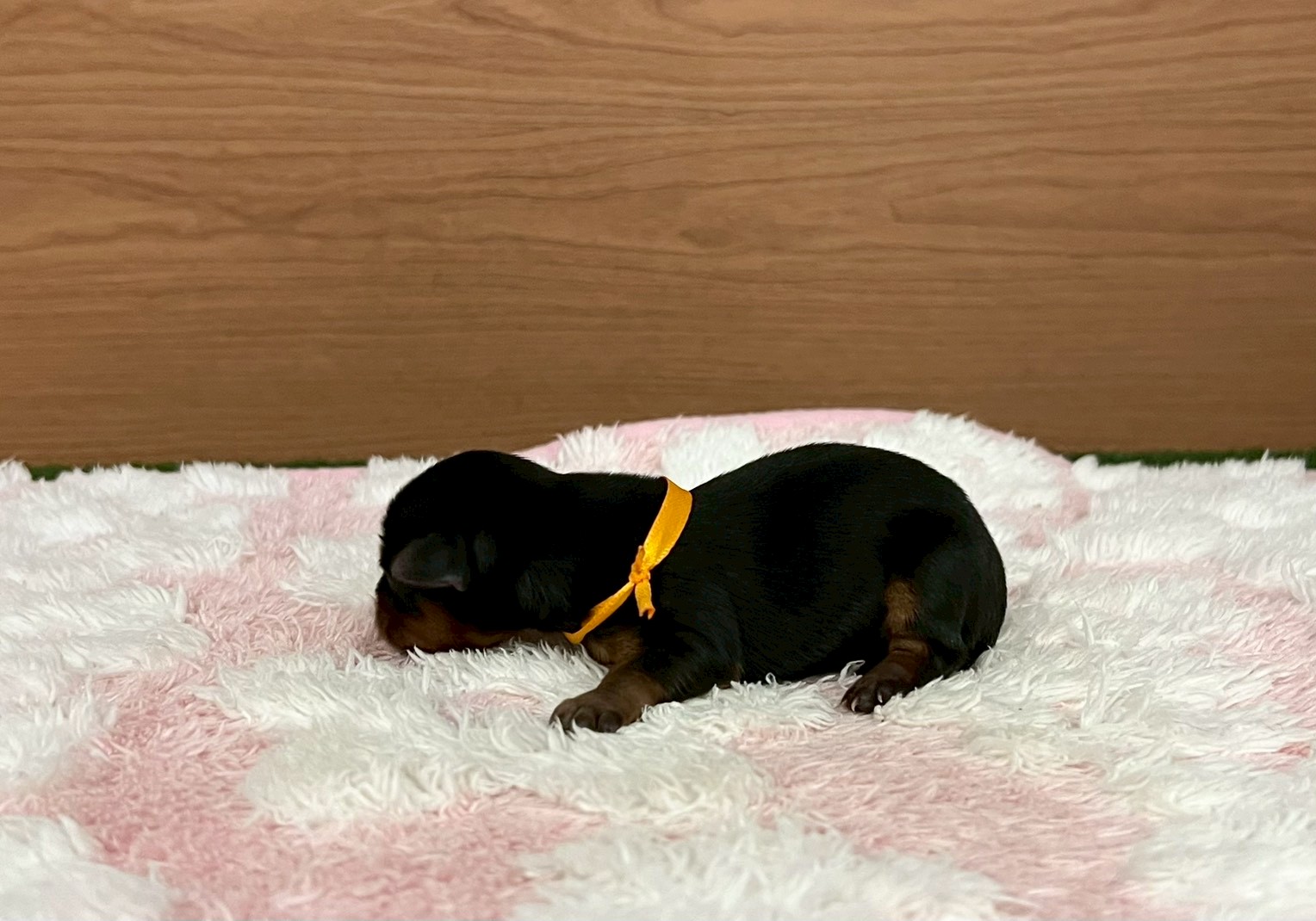 赤ちゃん写真1-2