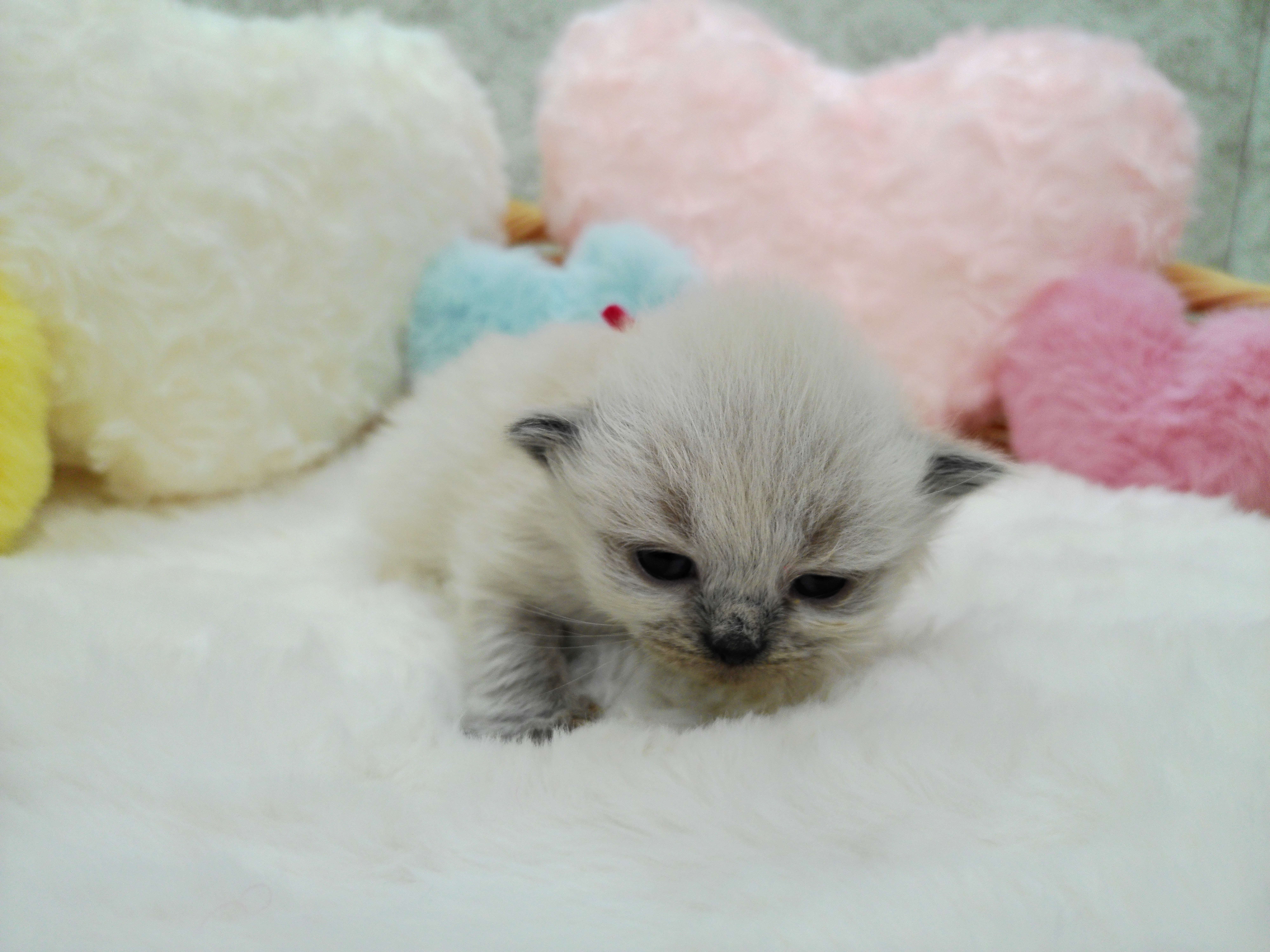 赤ちゃん写真1-1