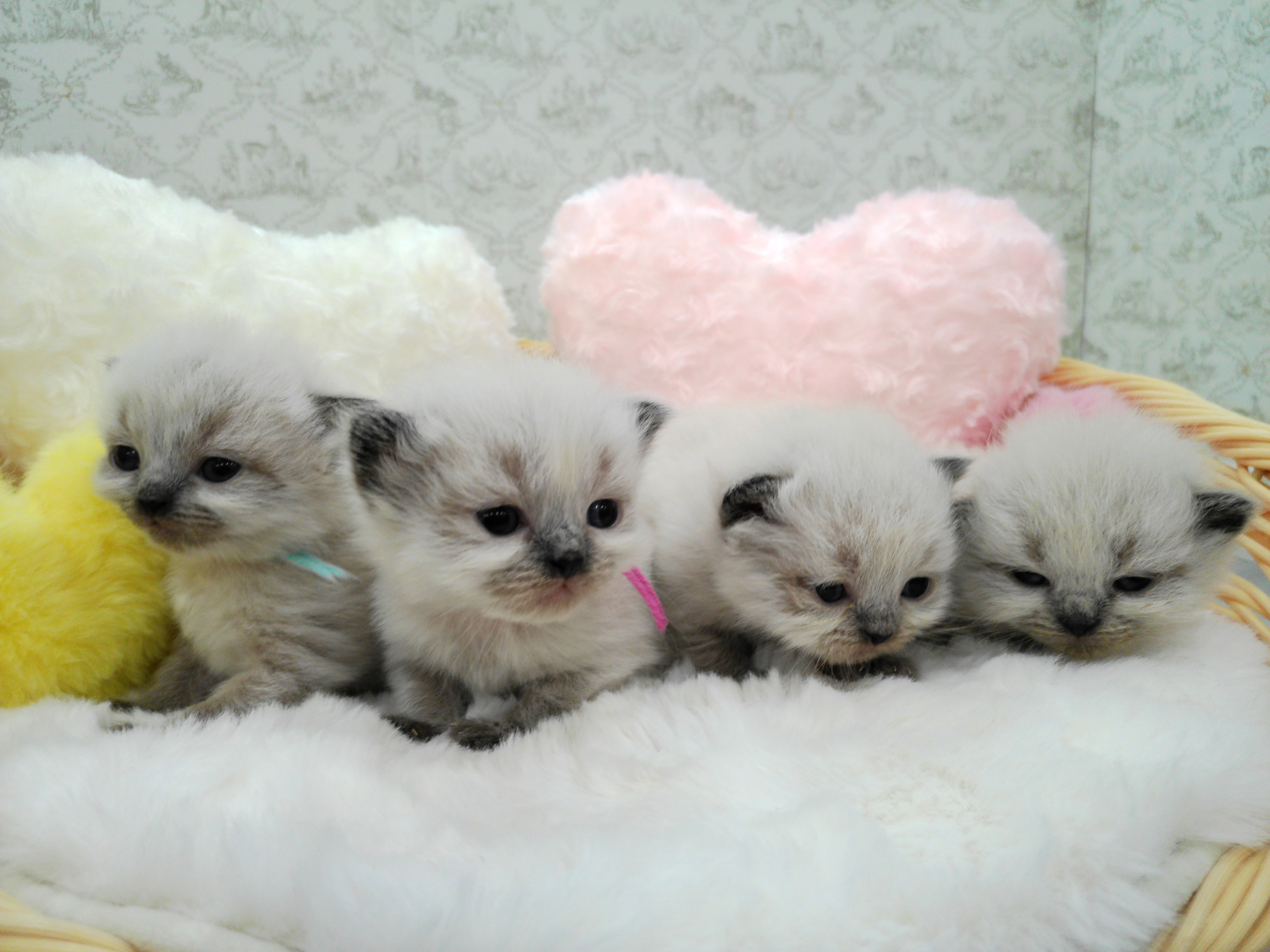 赤ちゃん写真1-3