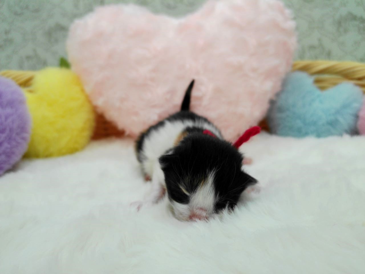赤ちゃん写真1-1