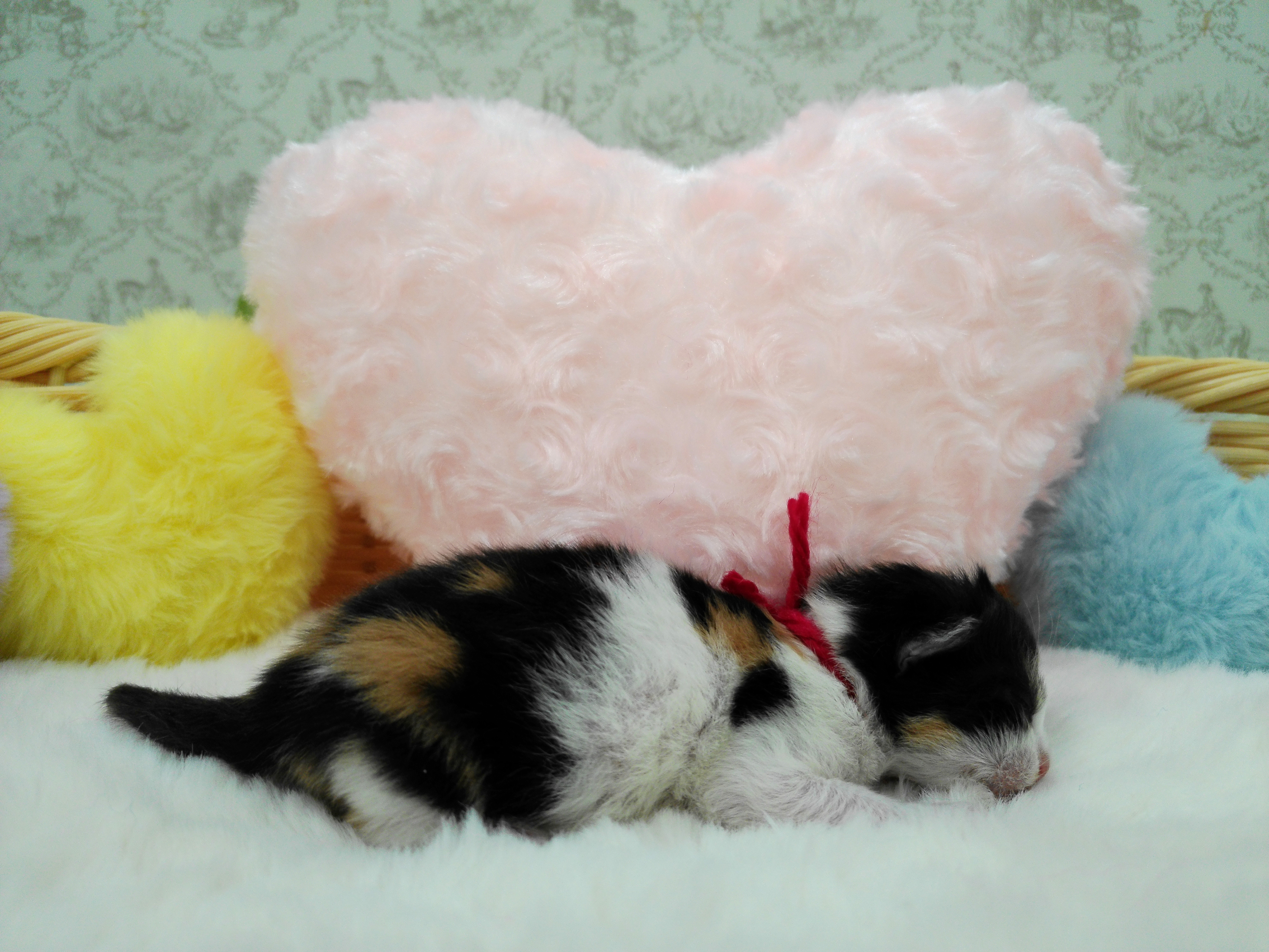 赤ちゃん写真1-2