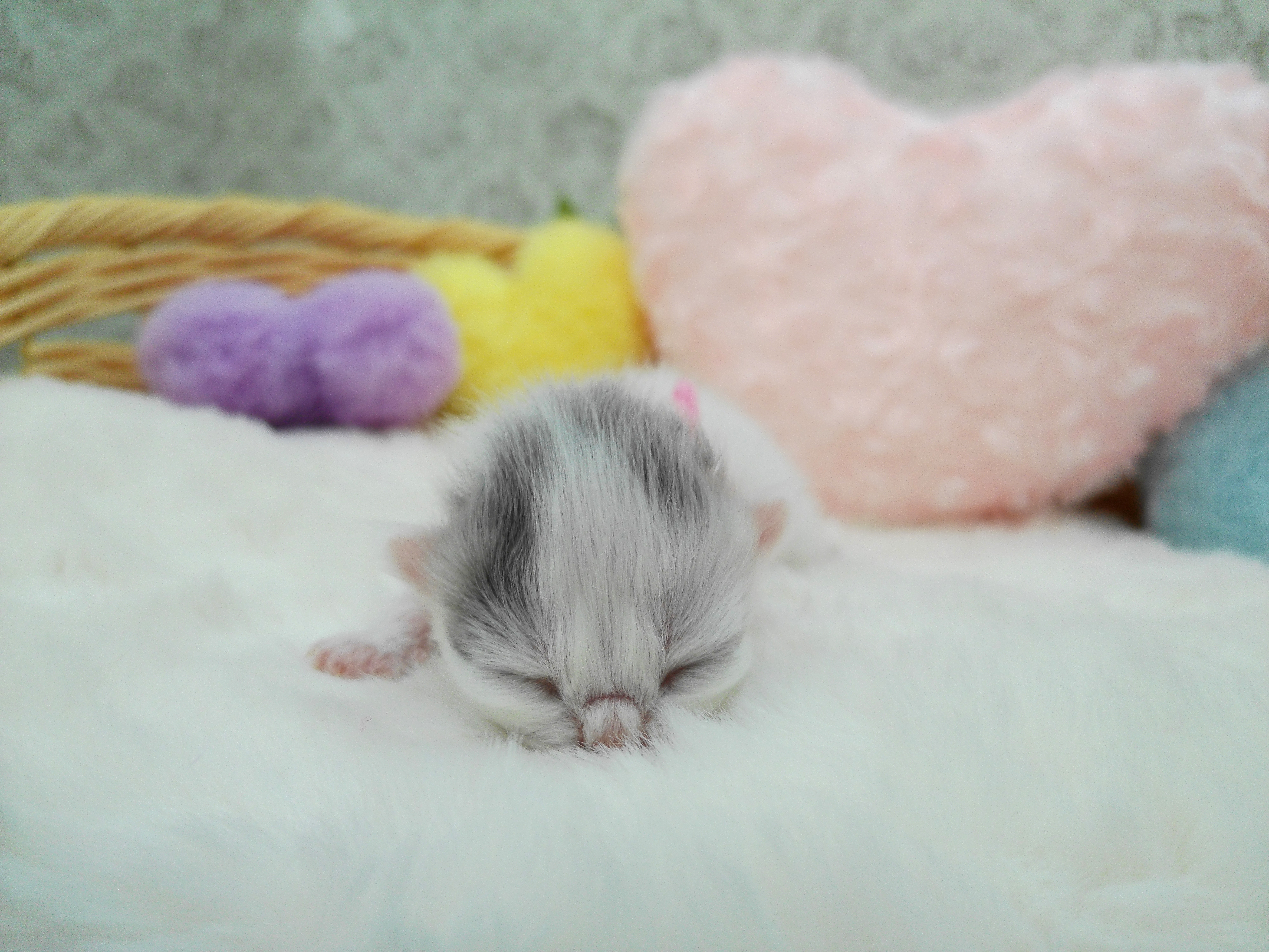 赤ちゃん写真1-1