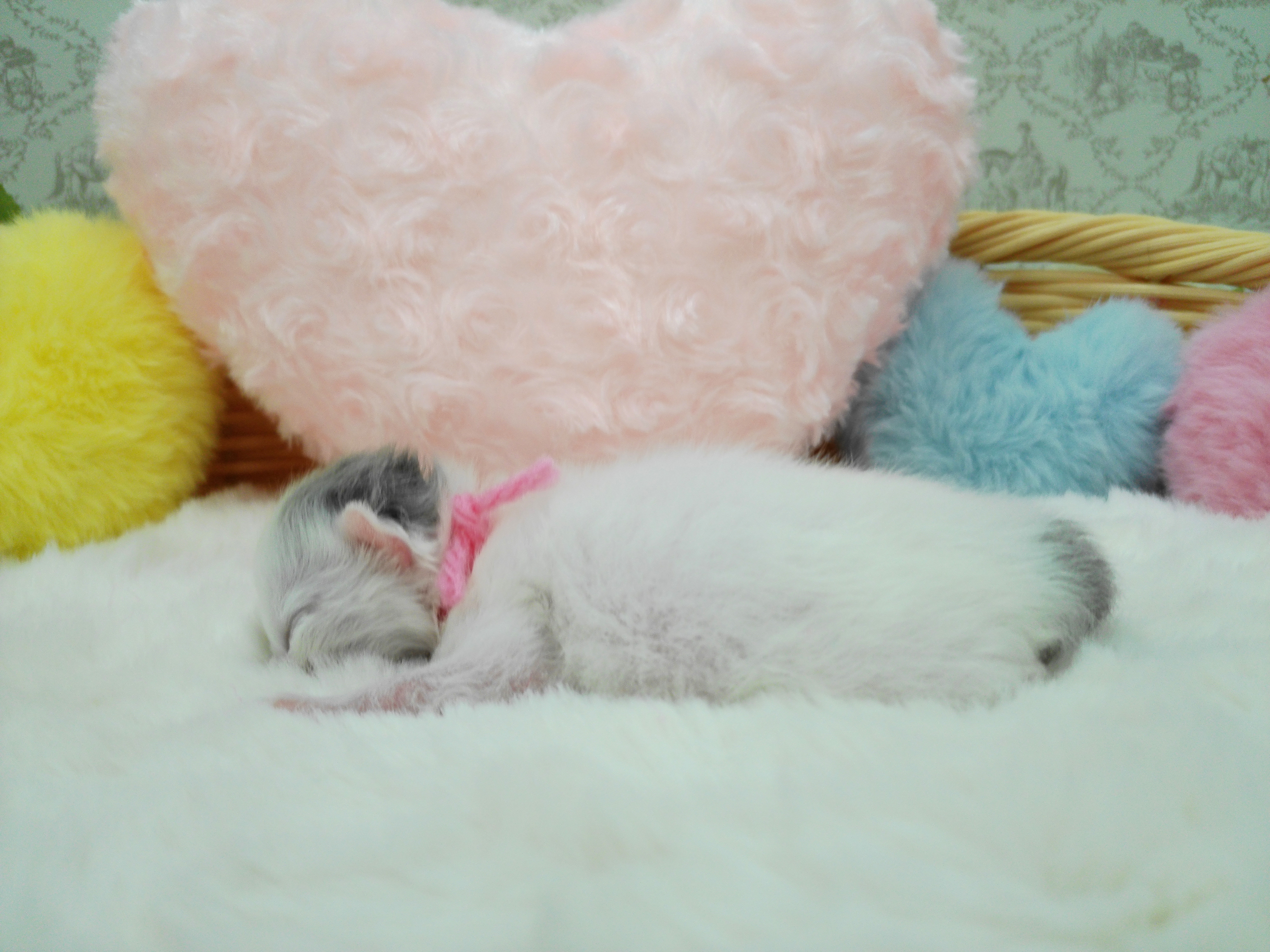 赤ちゃん写真1-2