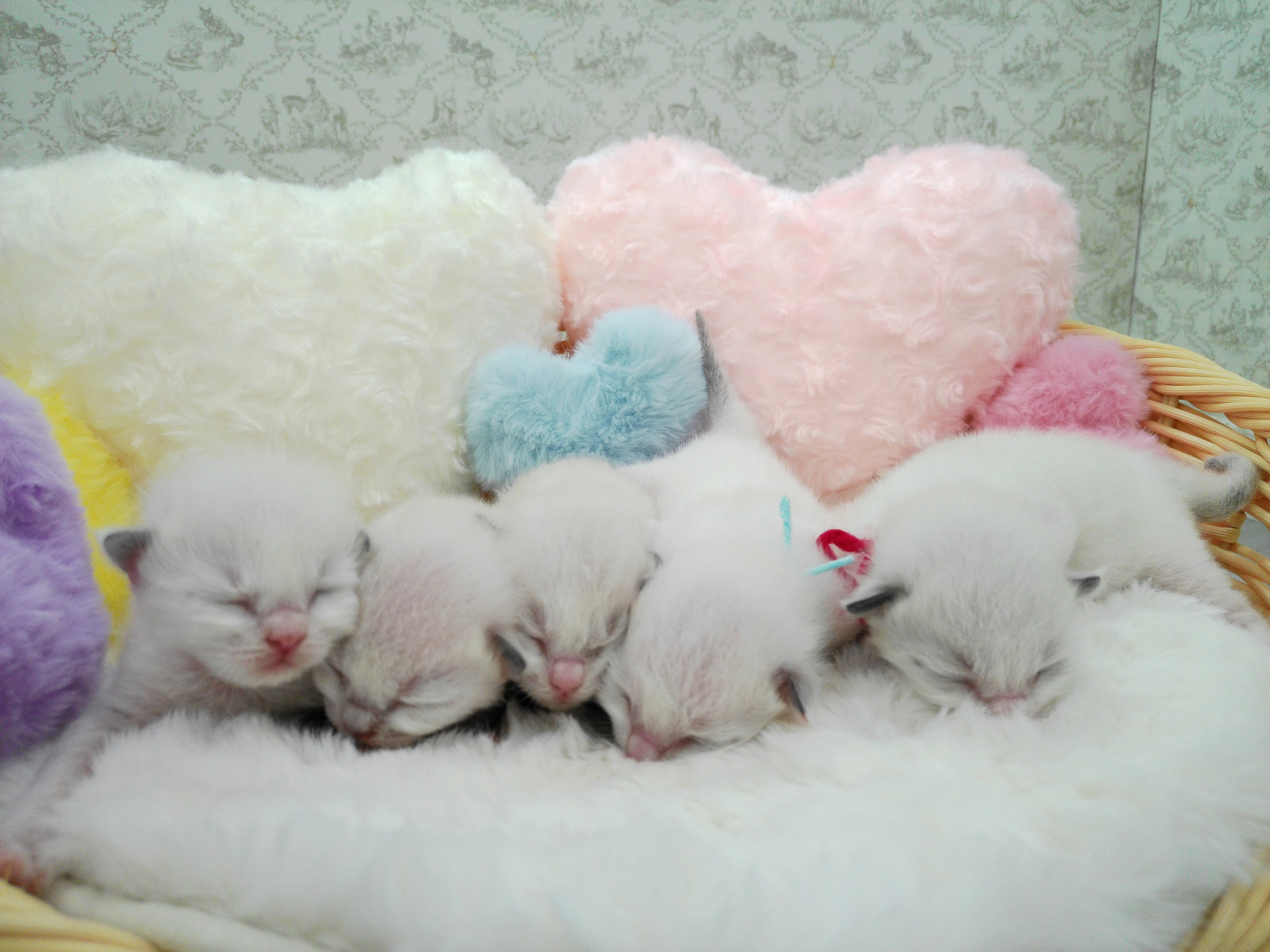 赤ちゃん写真1-3