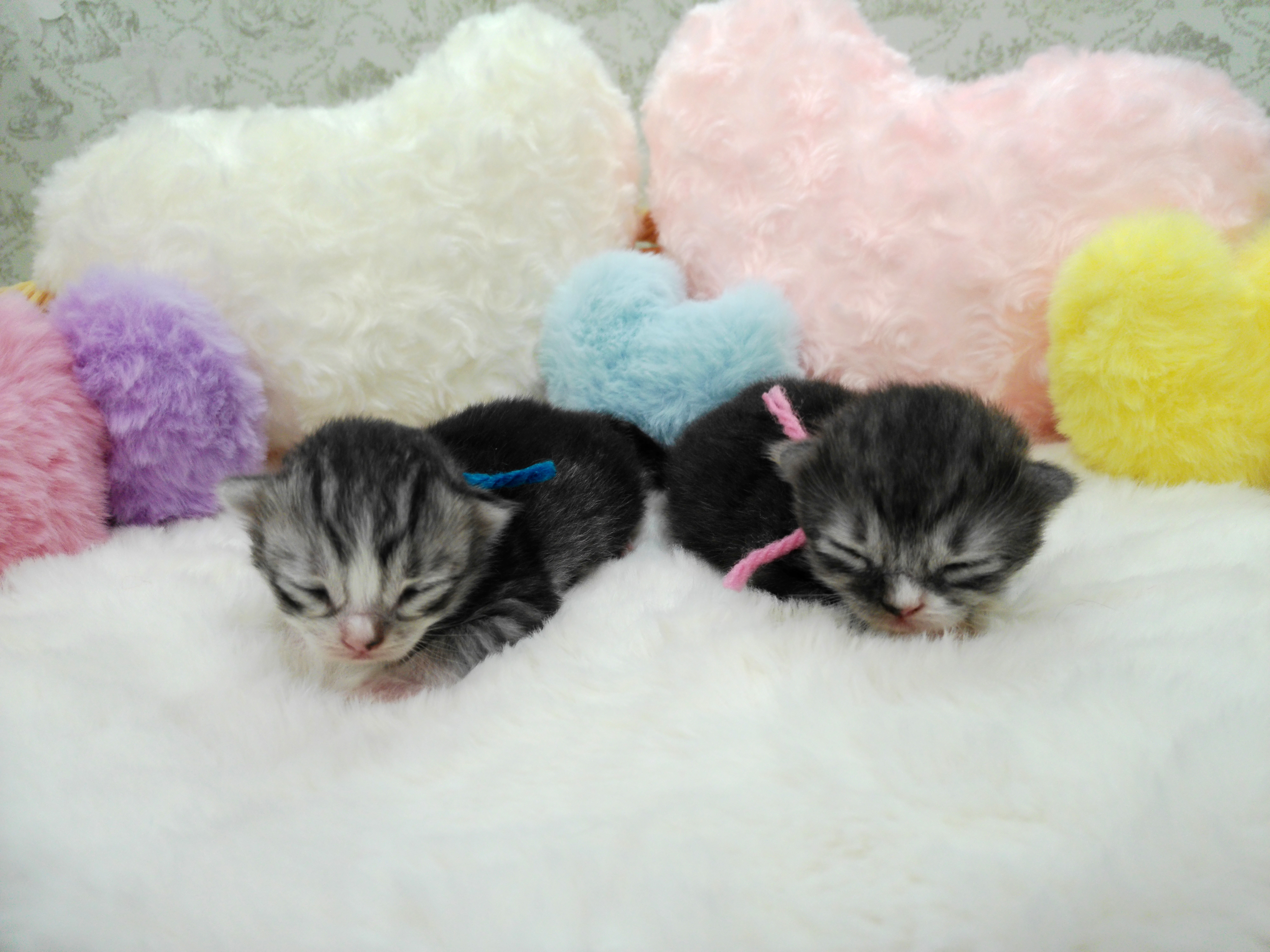 赤ちゃん写真1-3