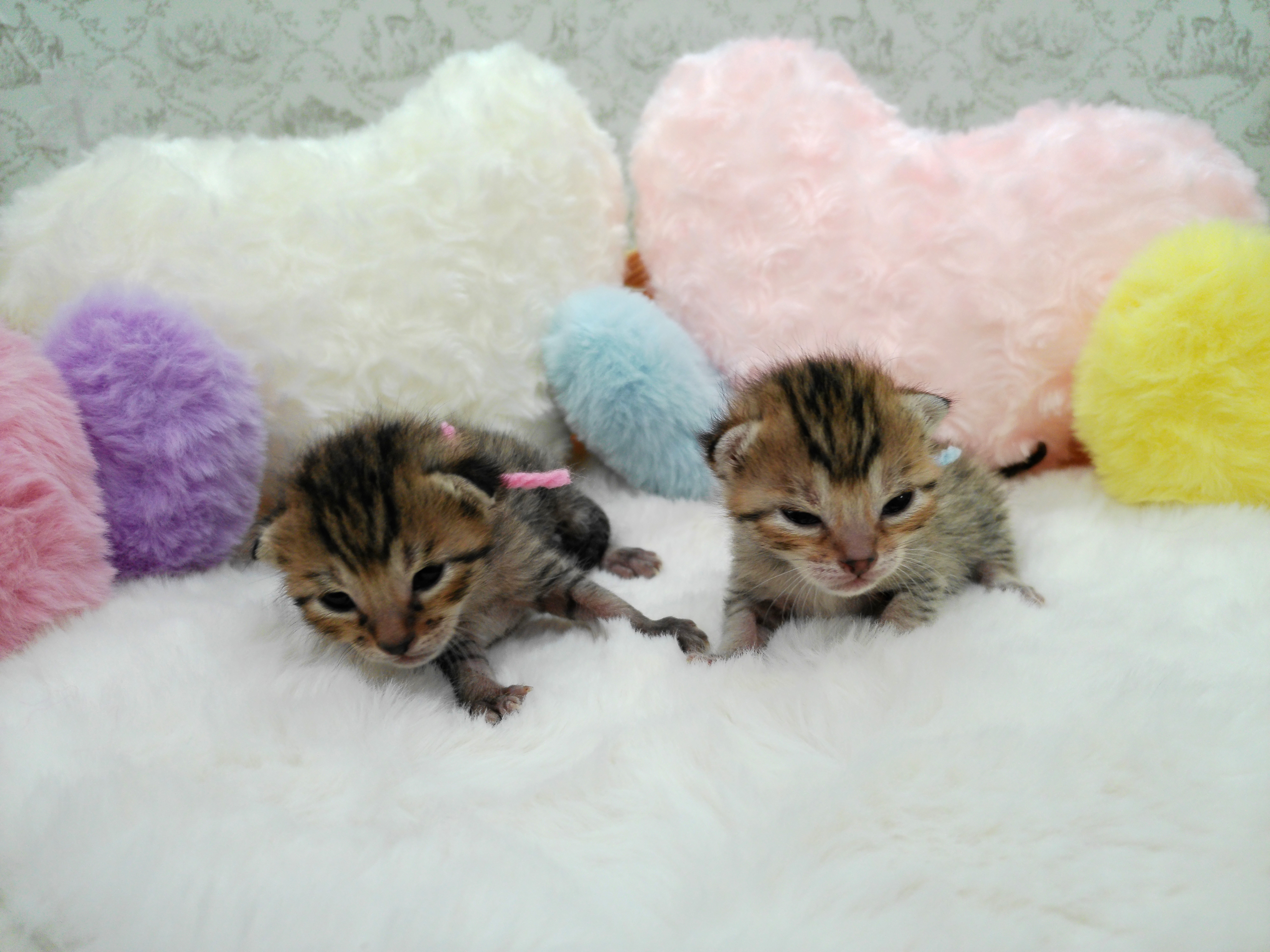 赤ちゃん写真1-3