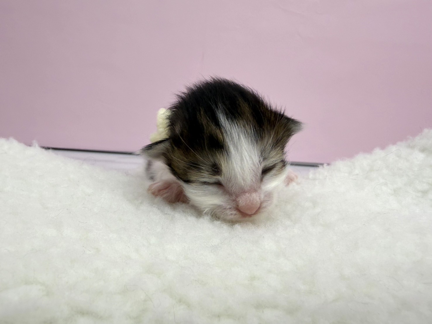 ノルウェージャン・フォレストキャット