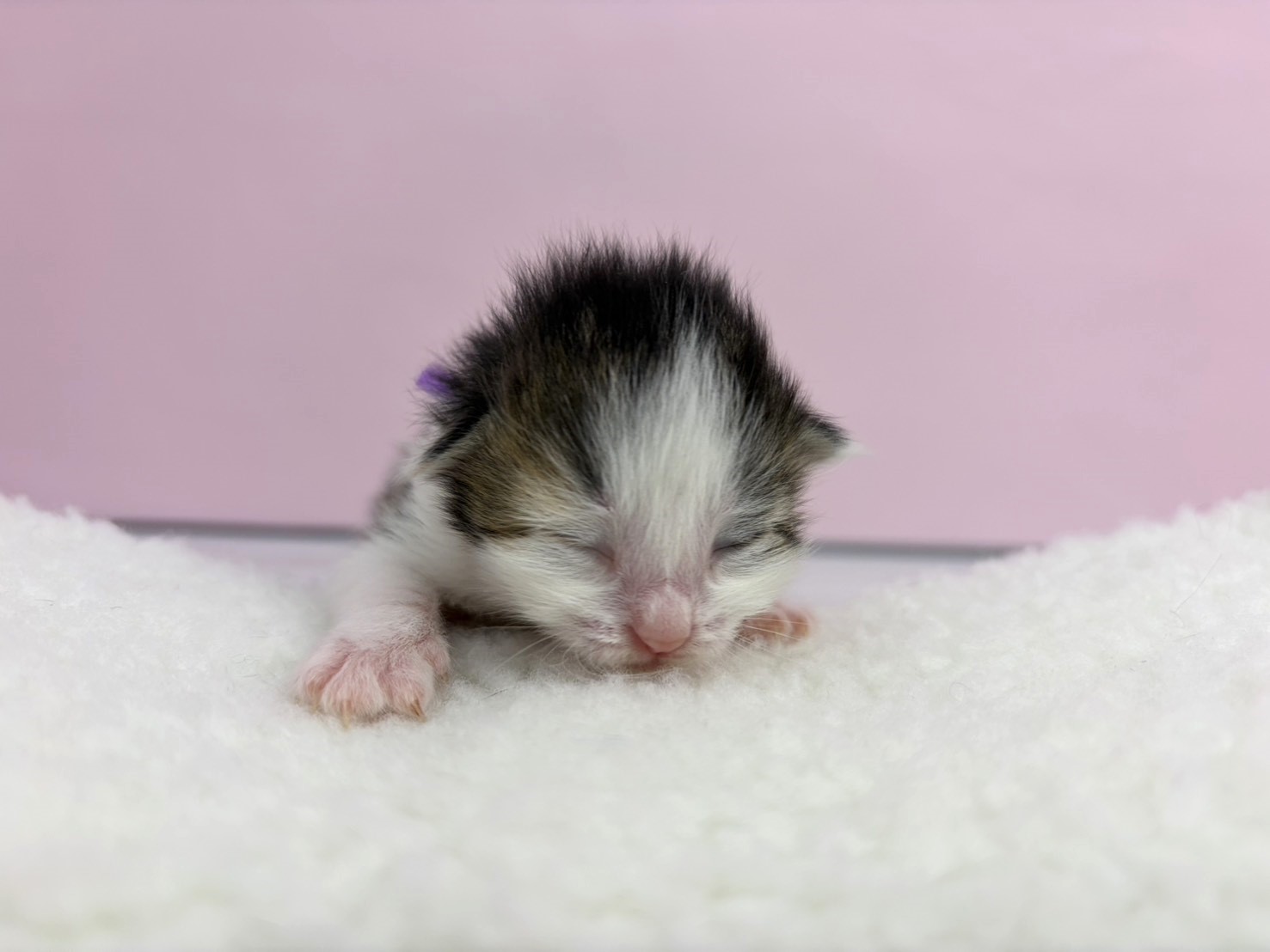 ノルウェージャン・フォレストキャット