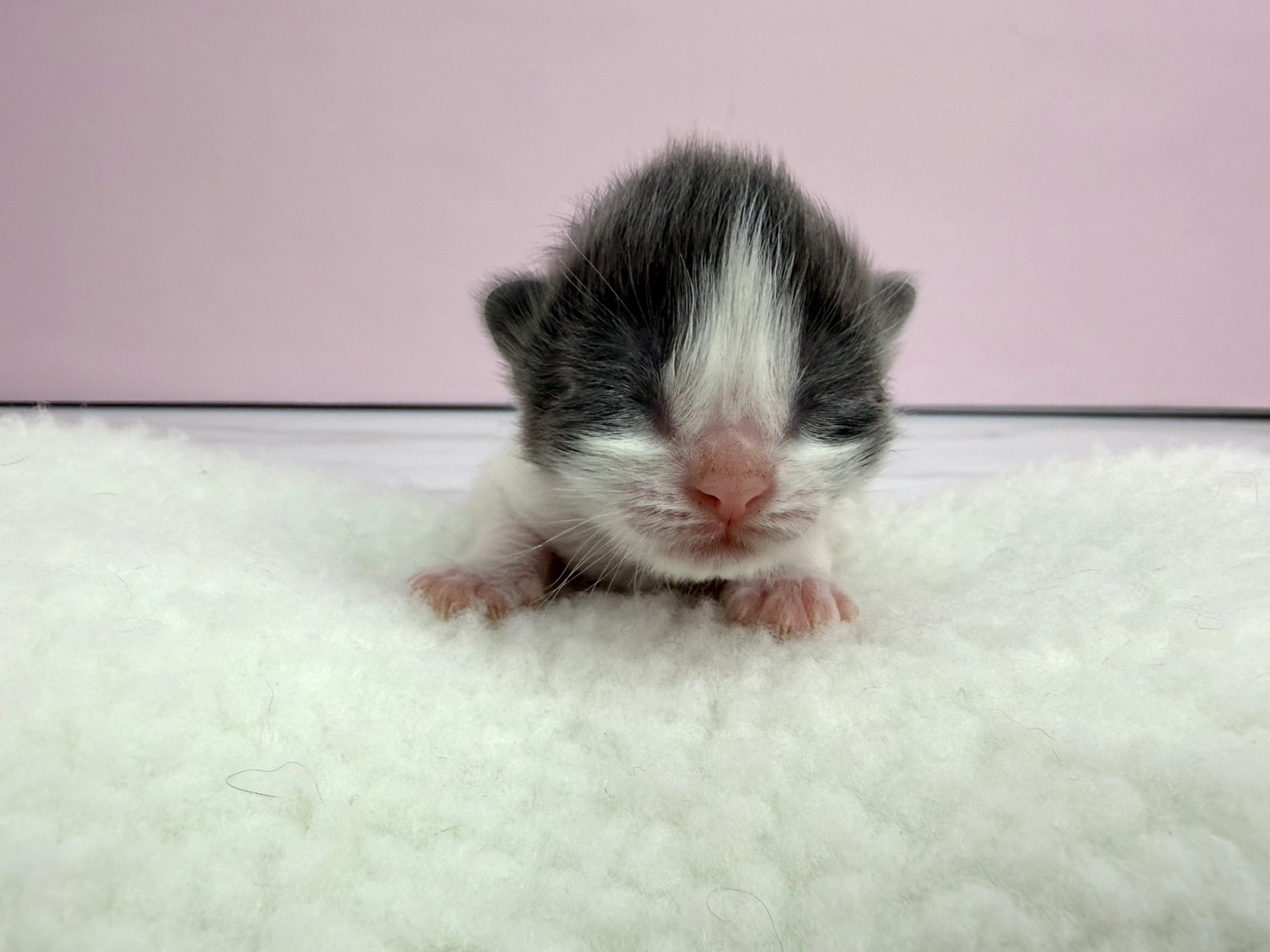 ノルウェージャン・フォレストキャット