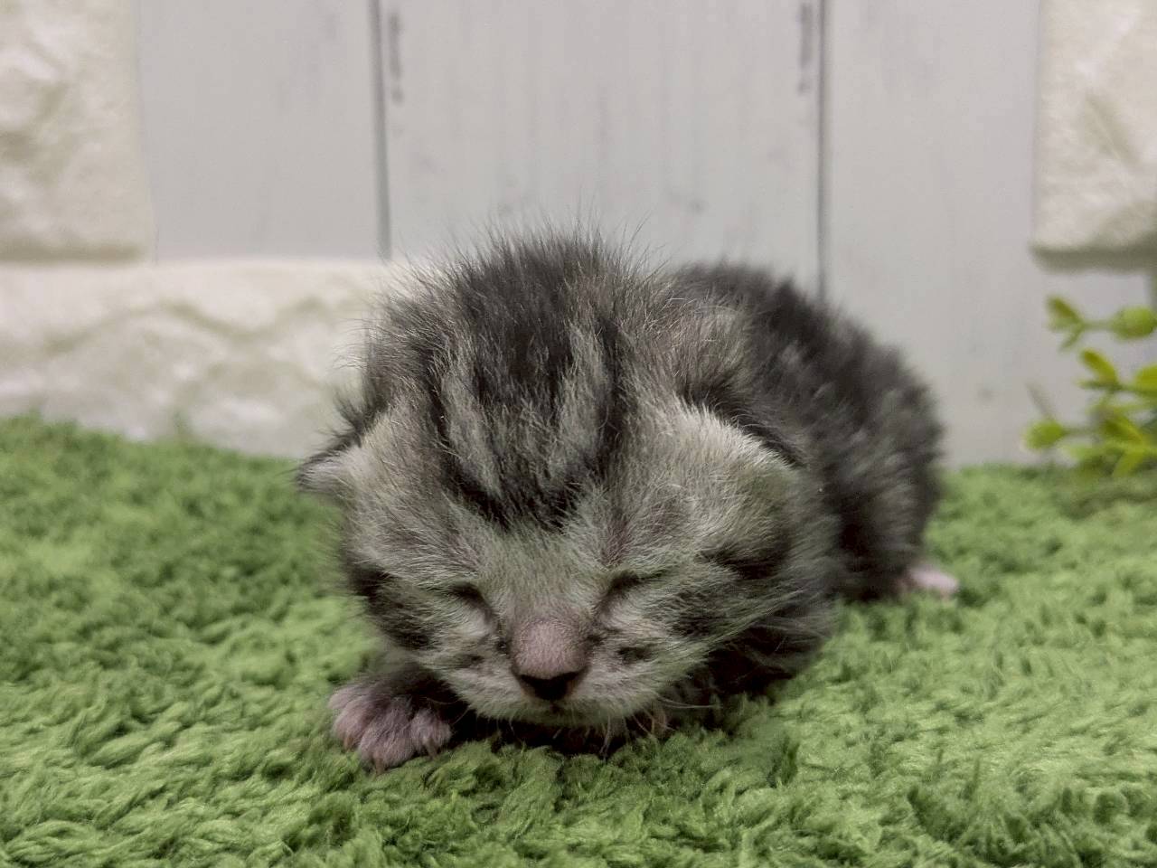 赤ちゃん写真1-1