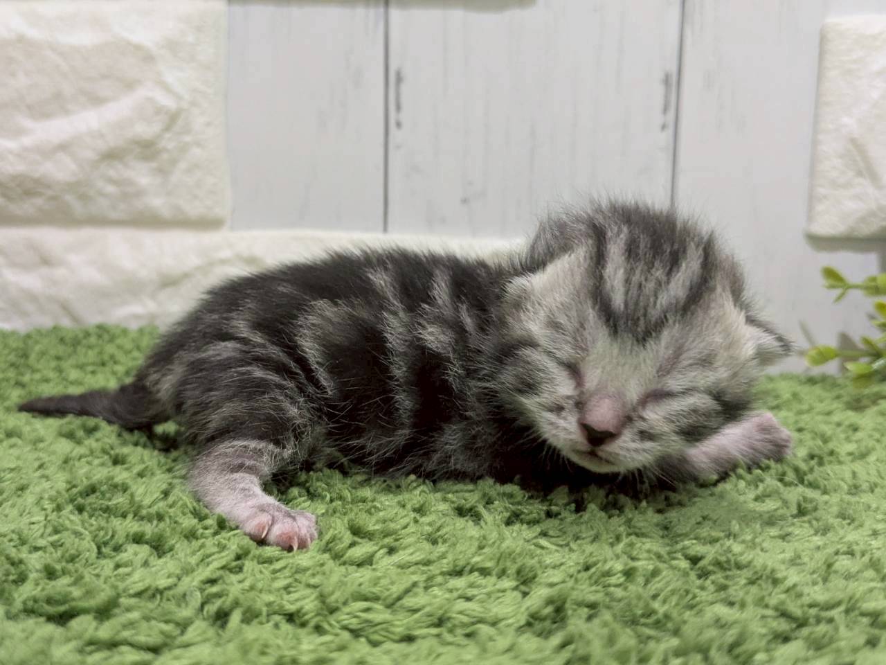 赤ちゃん写真1-2