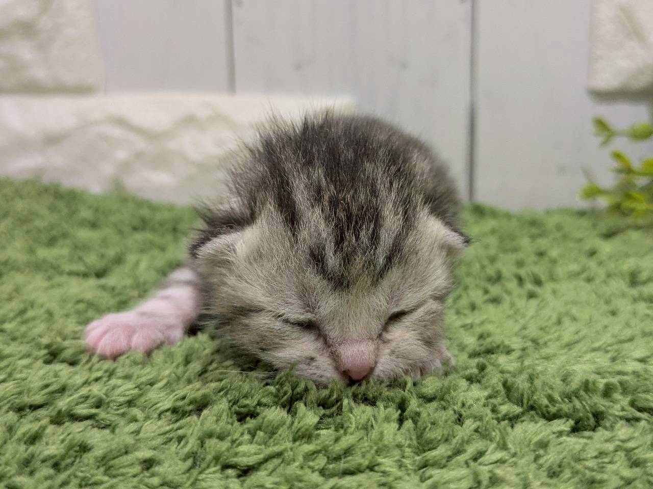 赤ちゃん写真1-1