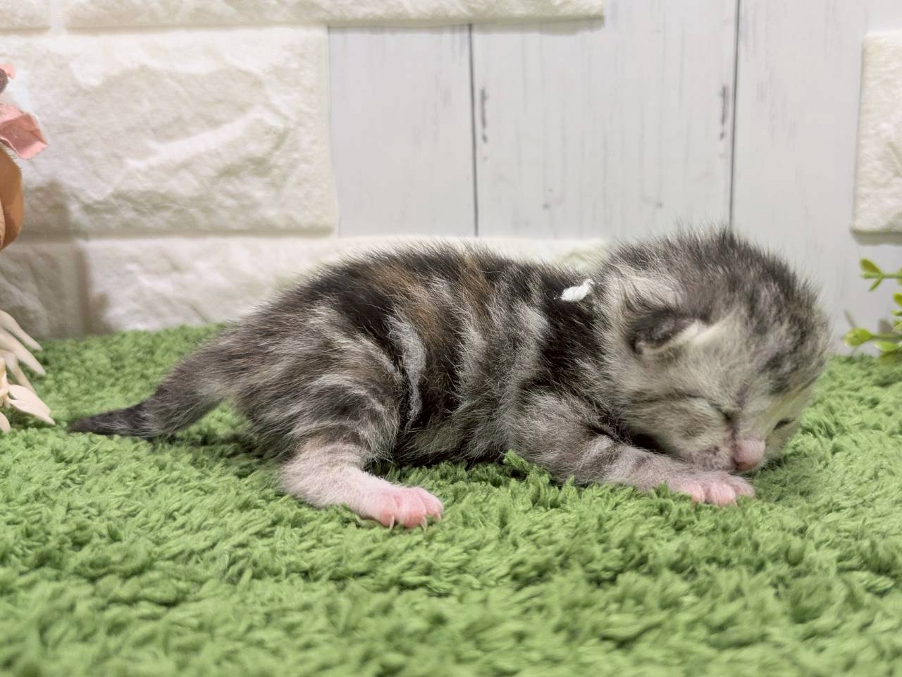 赤ちゃん写真1-2