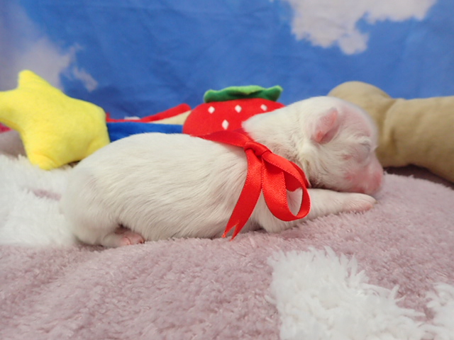 赤ちゃん写真1-2