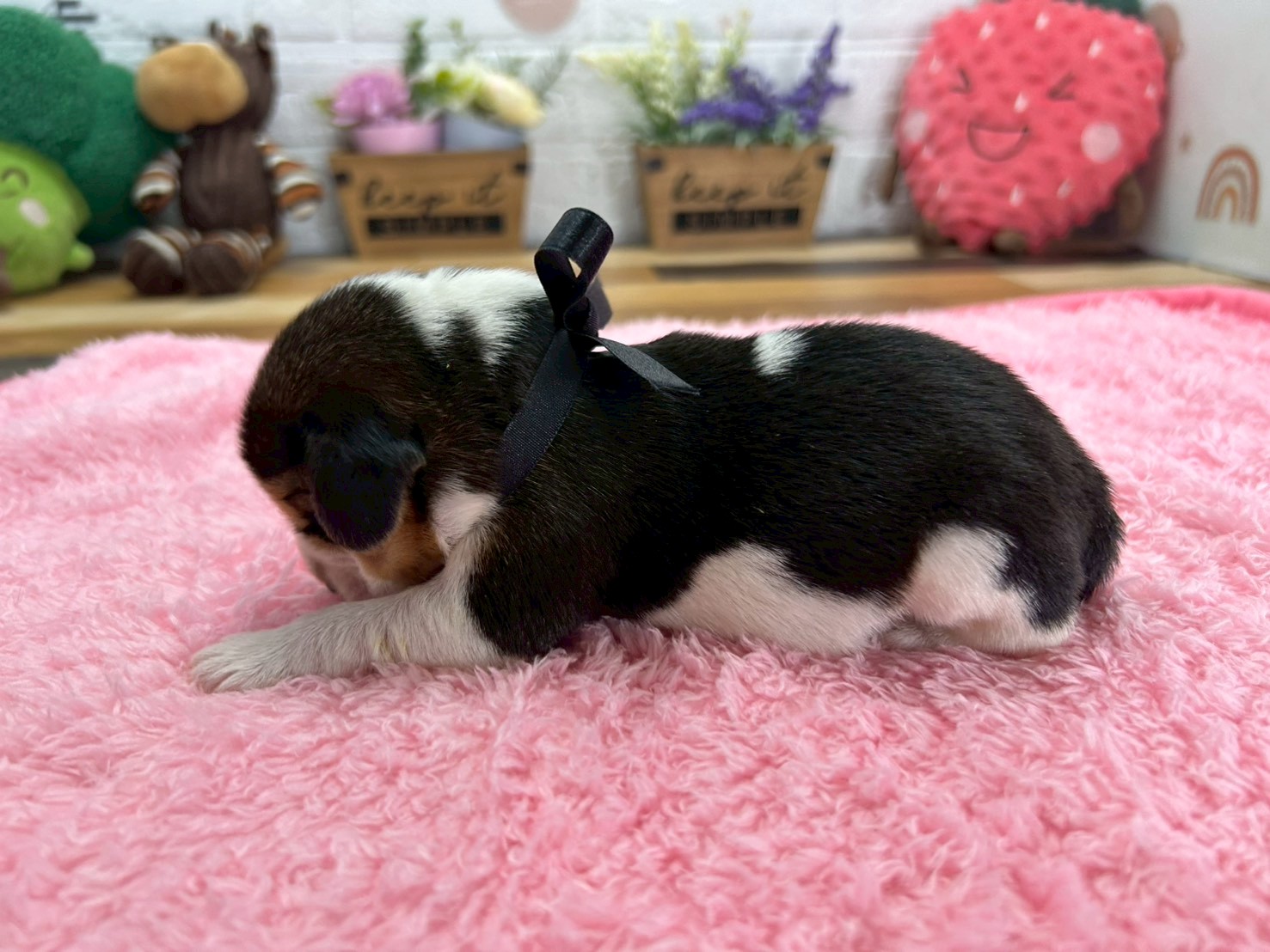 赤ちゃん写真1-2