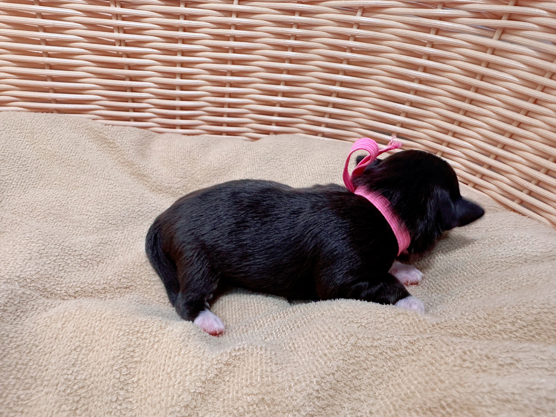 赤ちゃん写真1-2