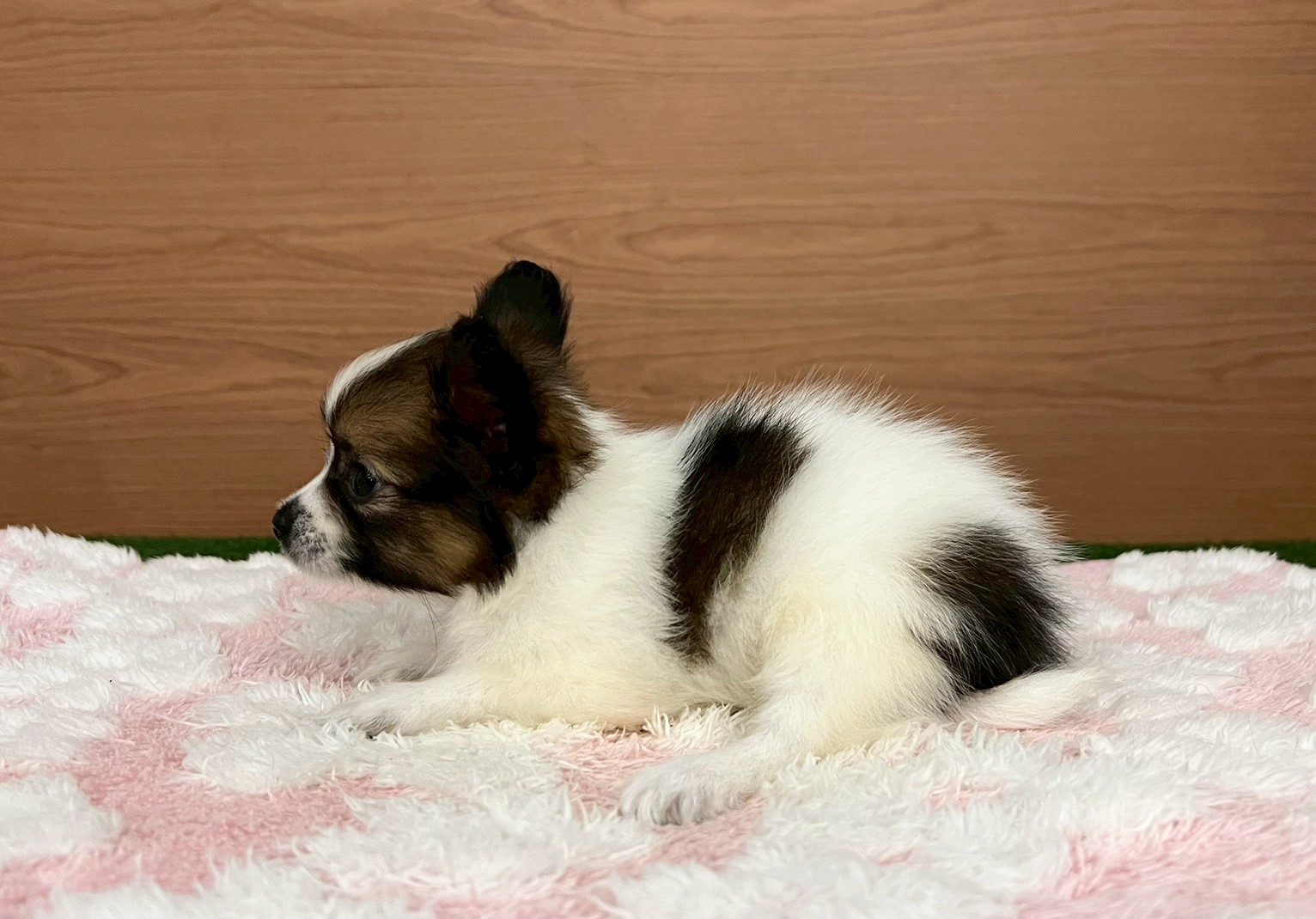 赤ちゃん写真3-2