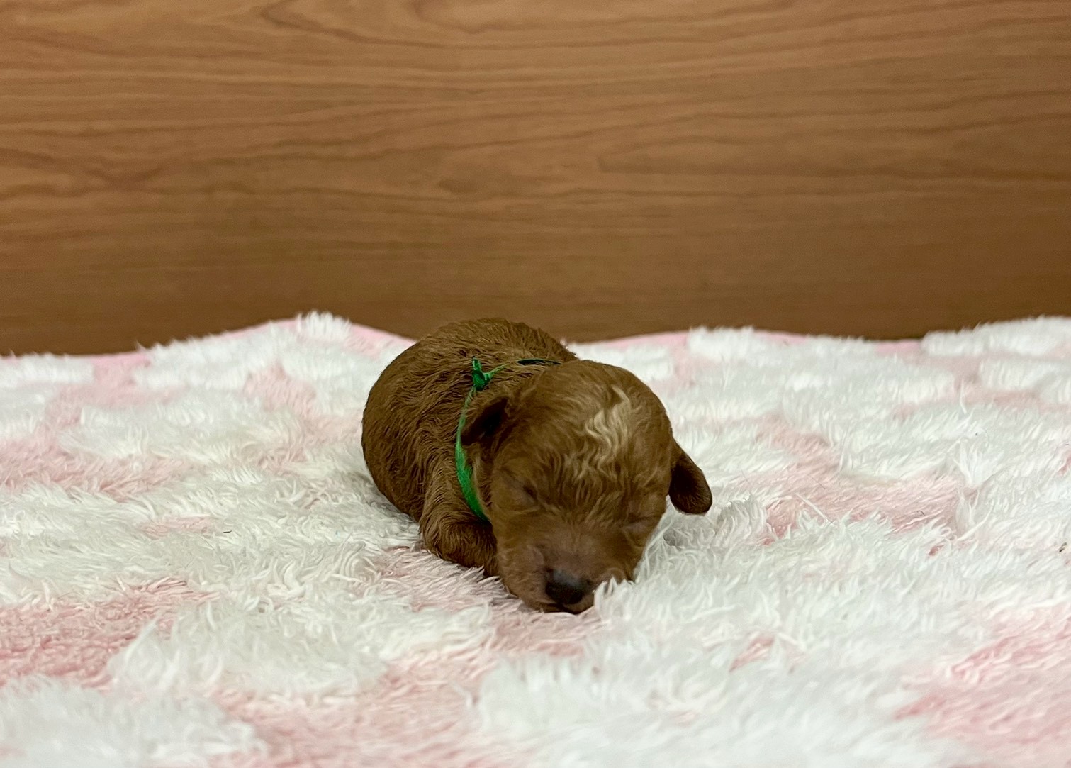 赤ちゃん写真1-1