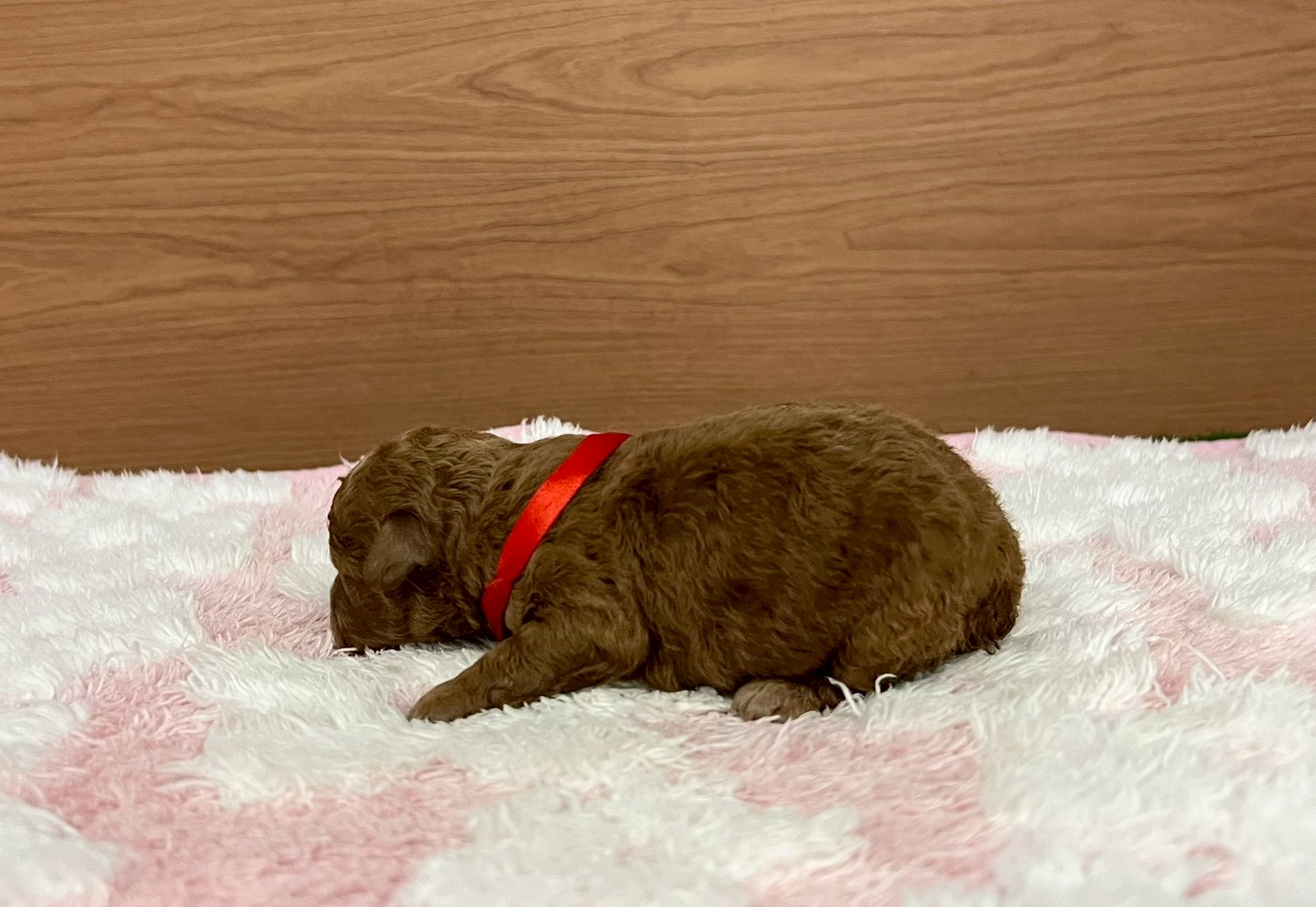 赤ちゃん写真1-2