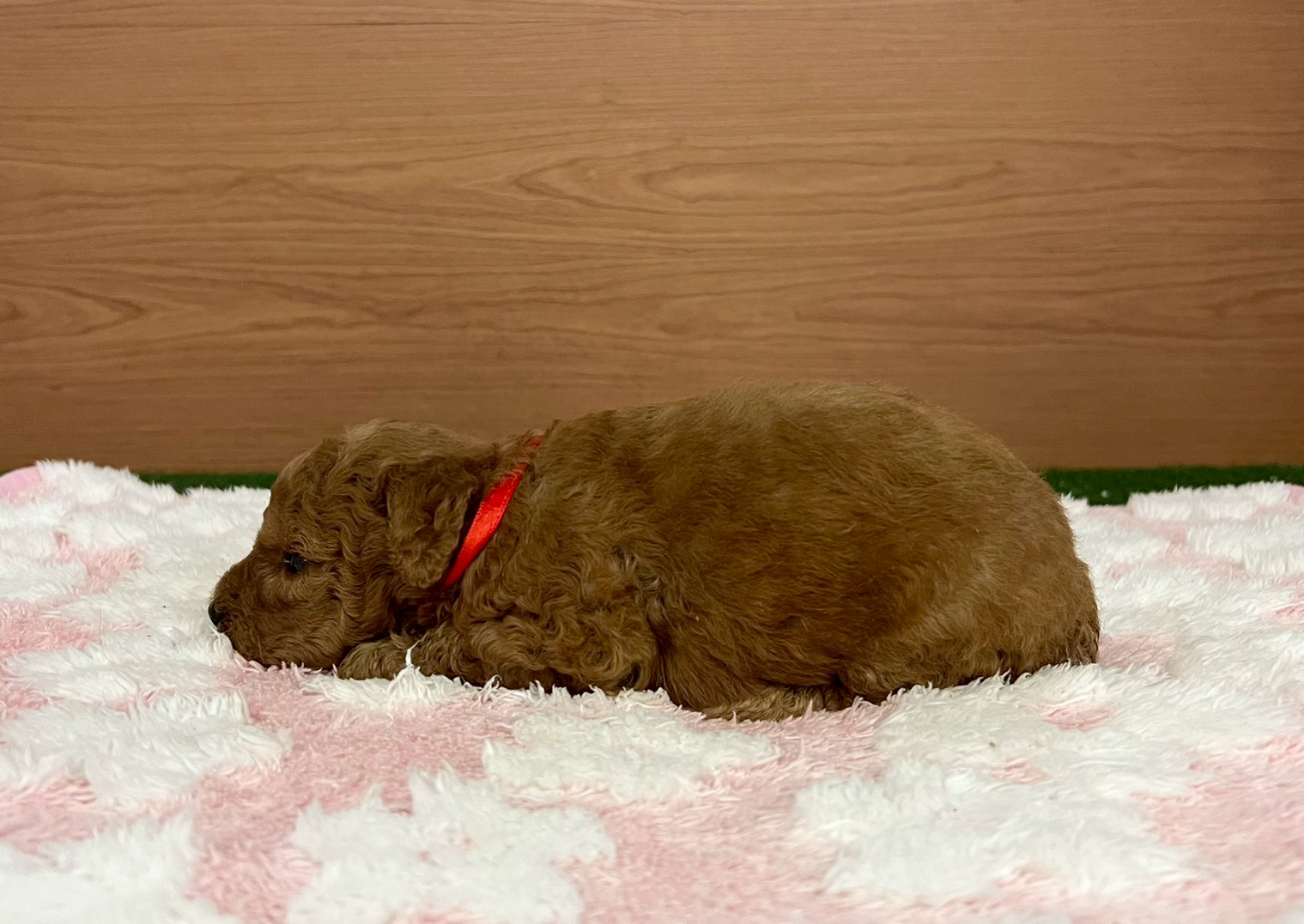 赤ちゃん写真2-2