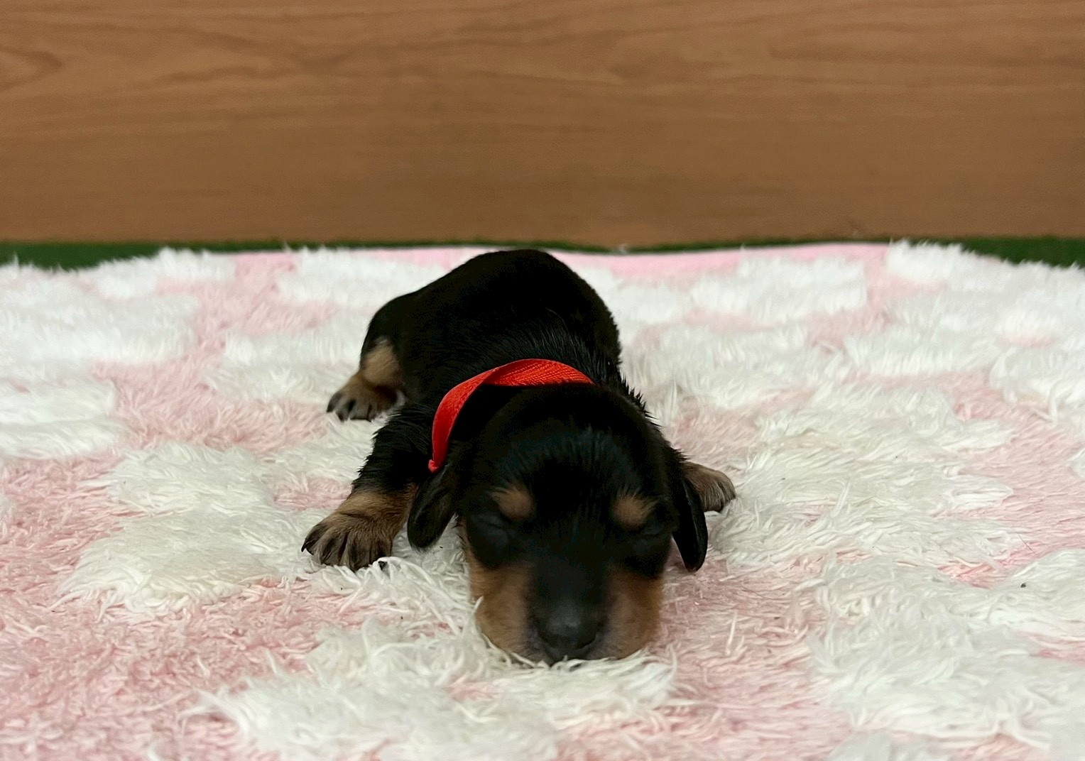 赤ちゃん写真1-1