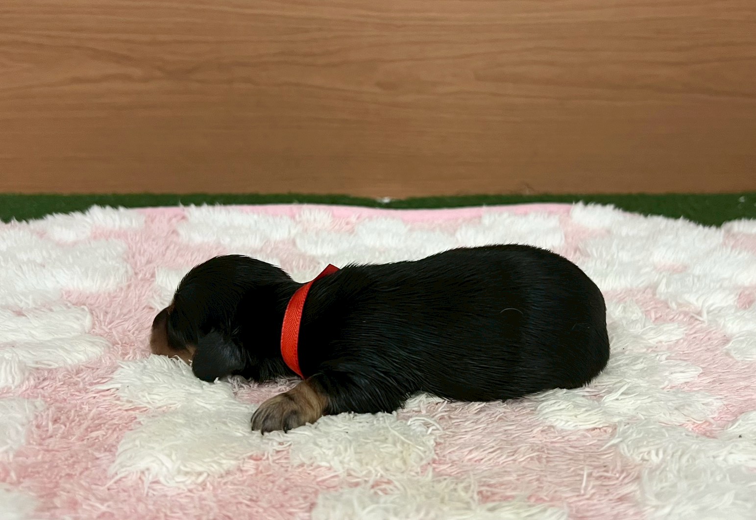 赤ちゃん写真1-2