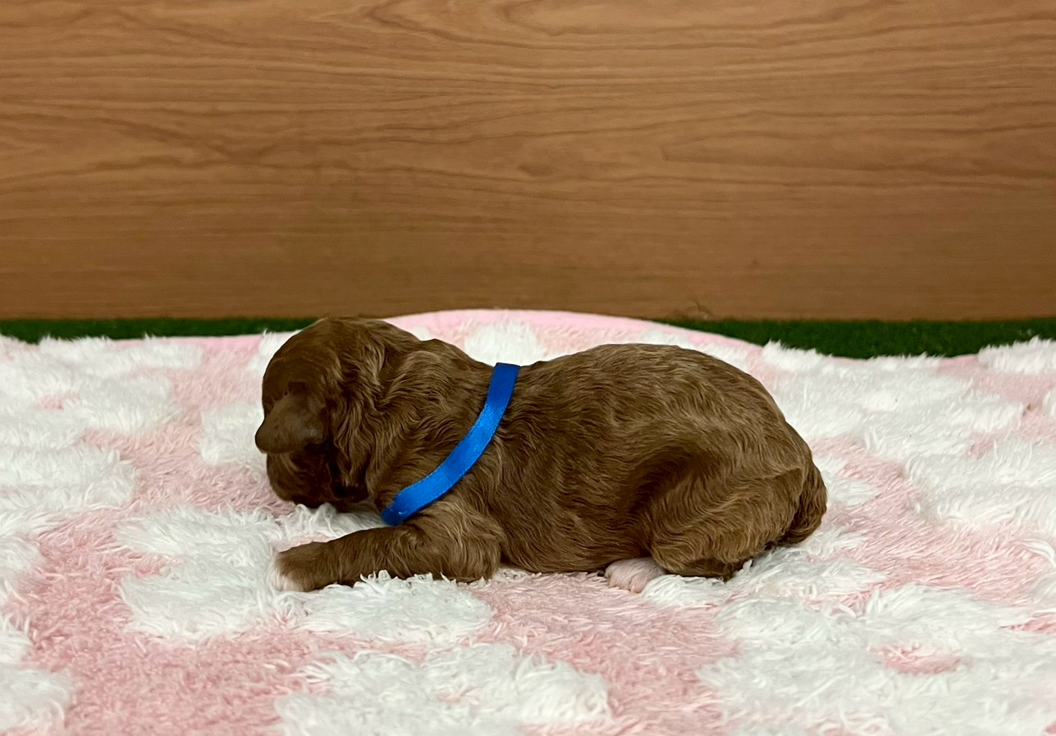 赤ちゃん写真1-2