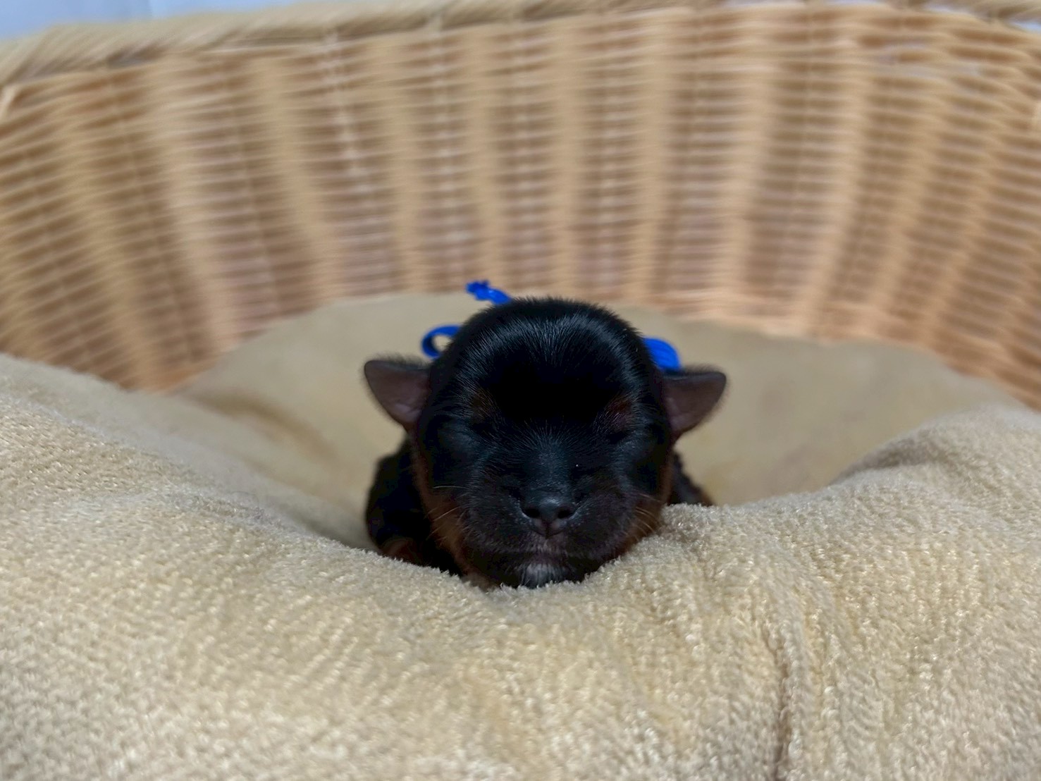 赤ちゃん写真1-1