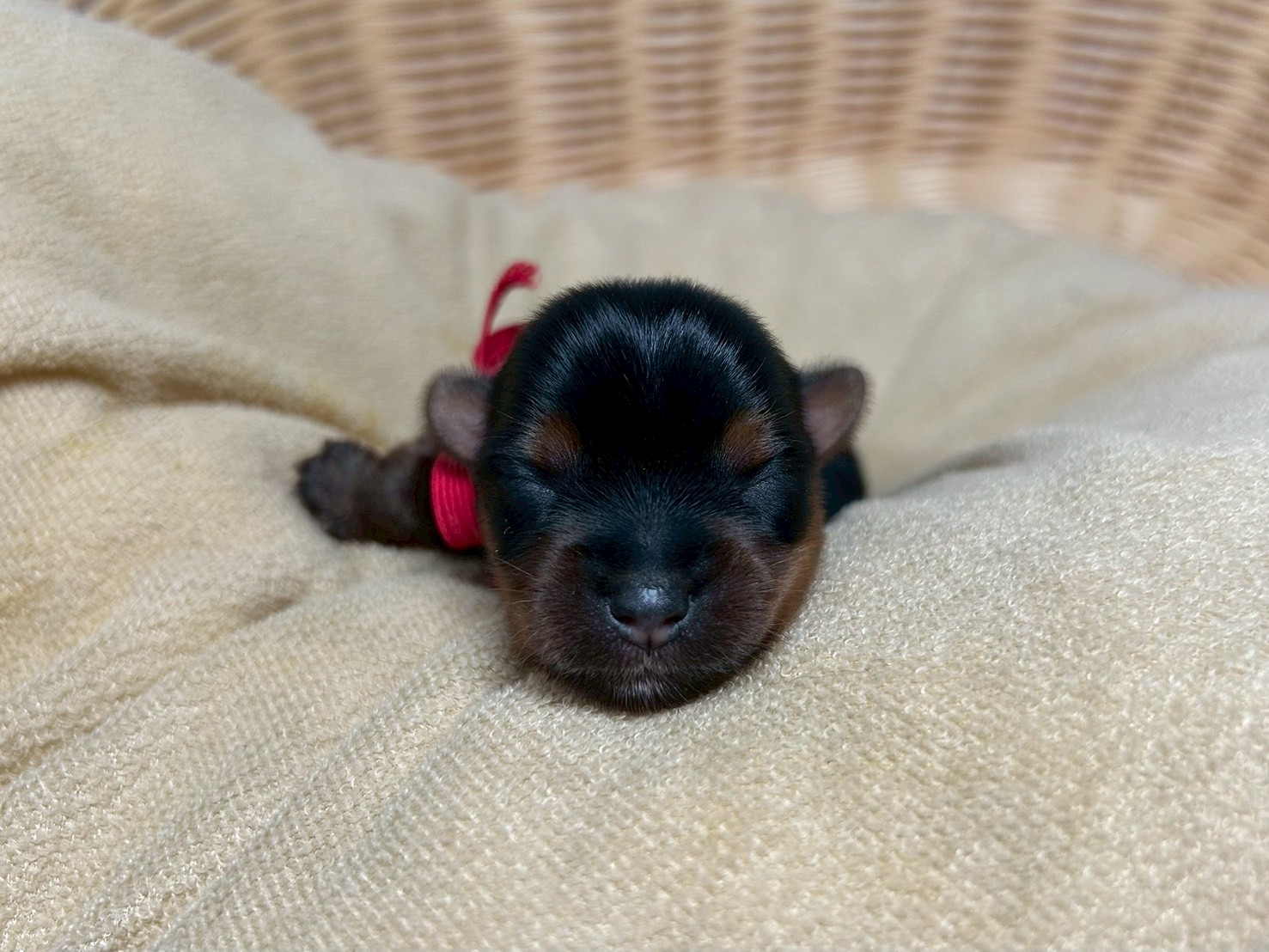赤ちゃん写真1-1