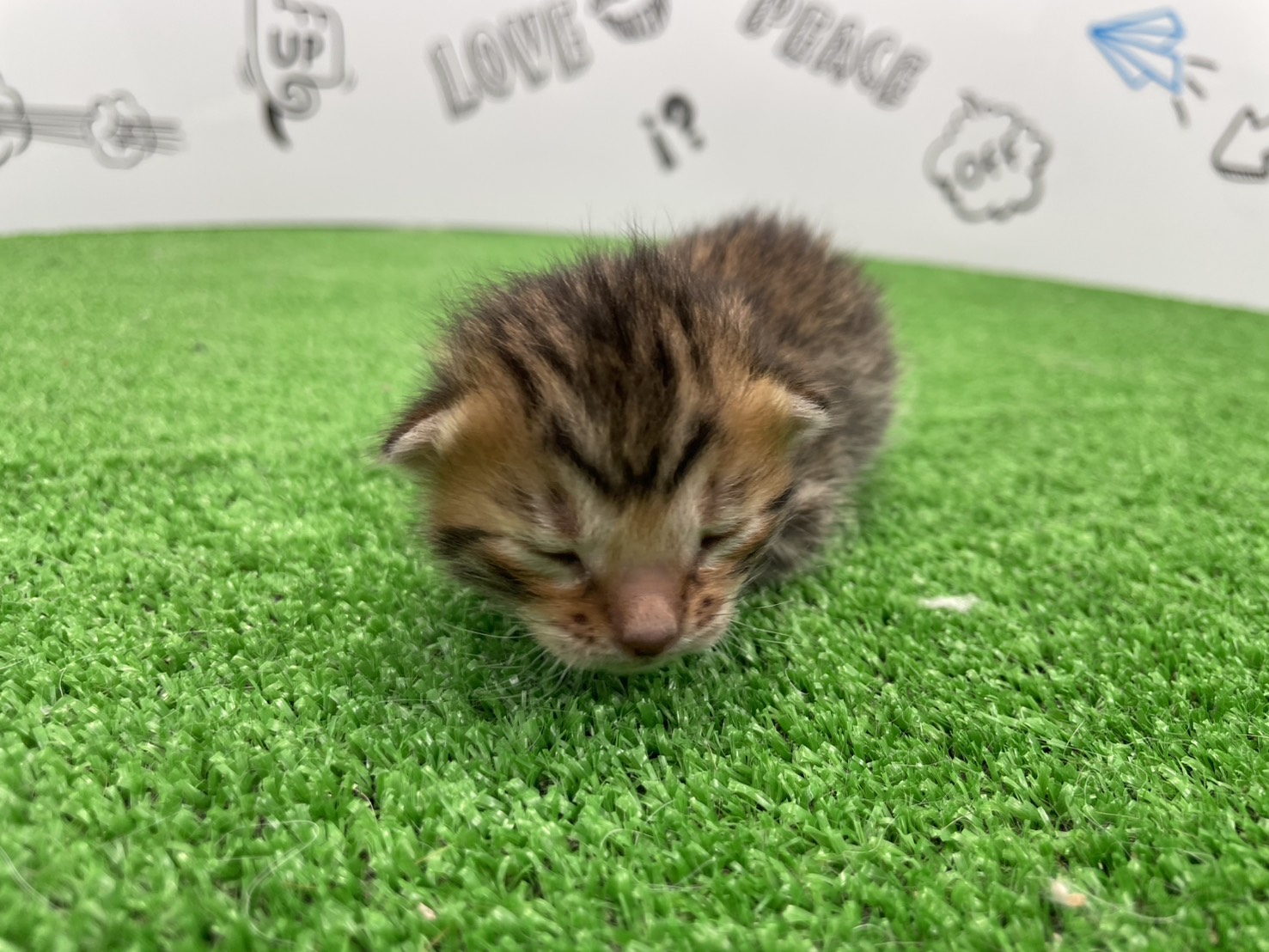 赤ちゃん写真1-1