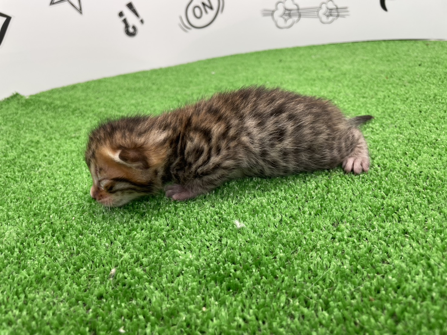 赤ちゃん写真1-2
