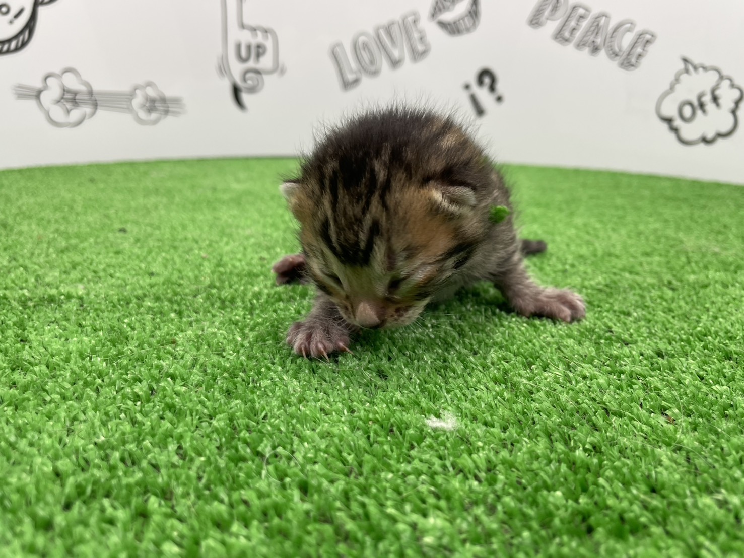 赤ちゃん写真1-1