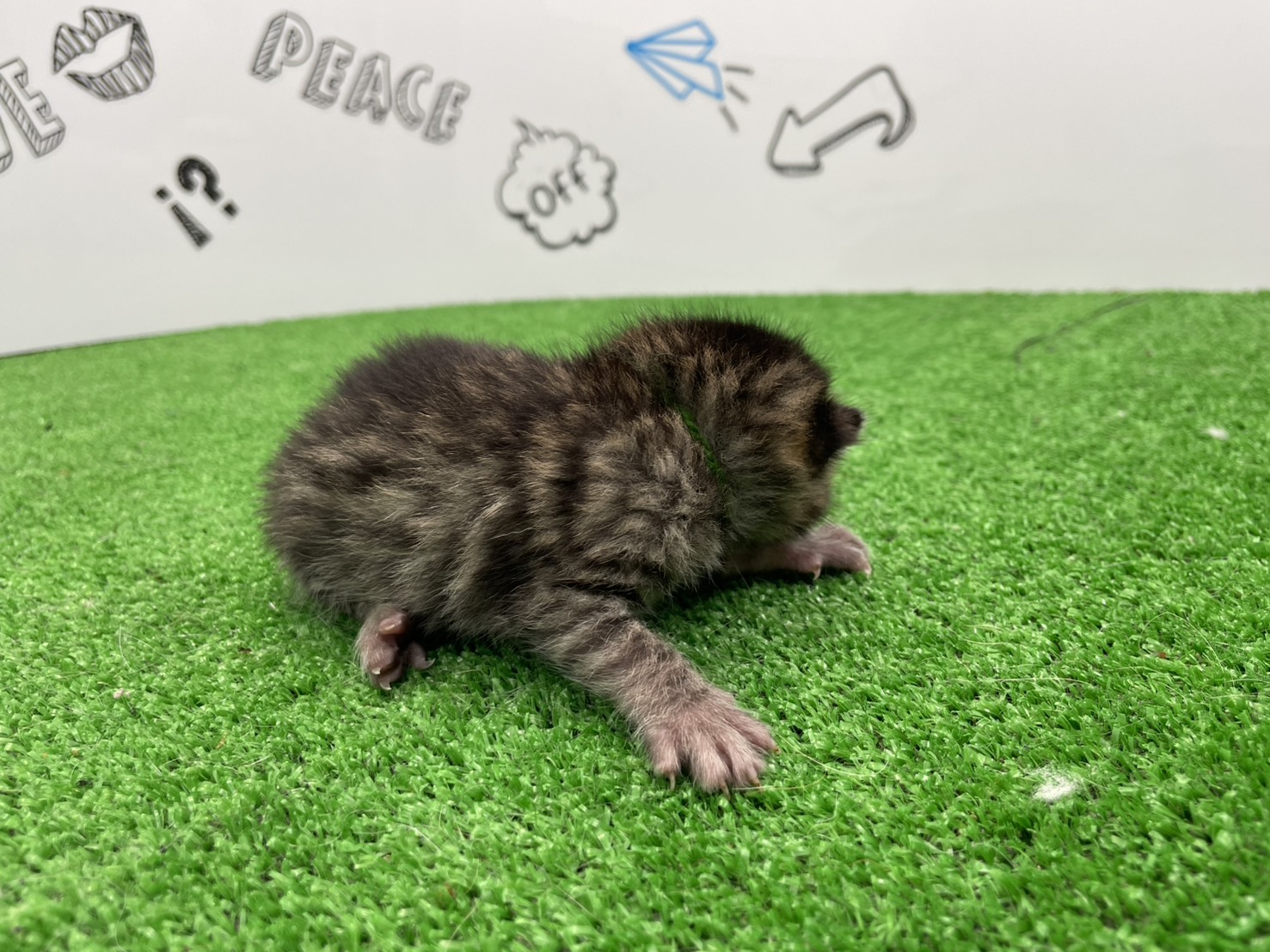 赤ちゃん写真1-2