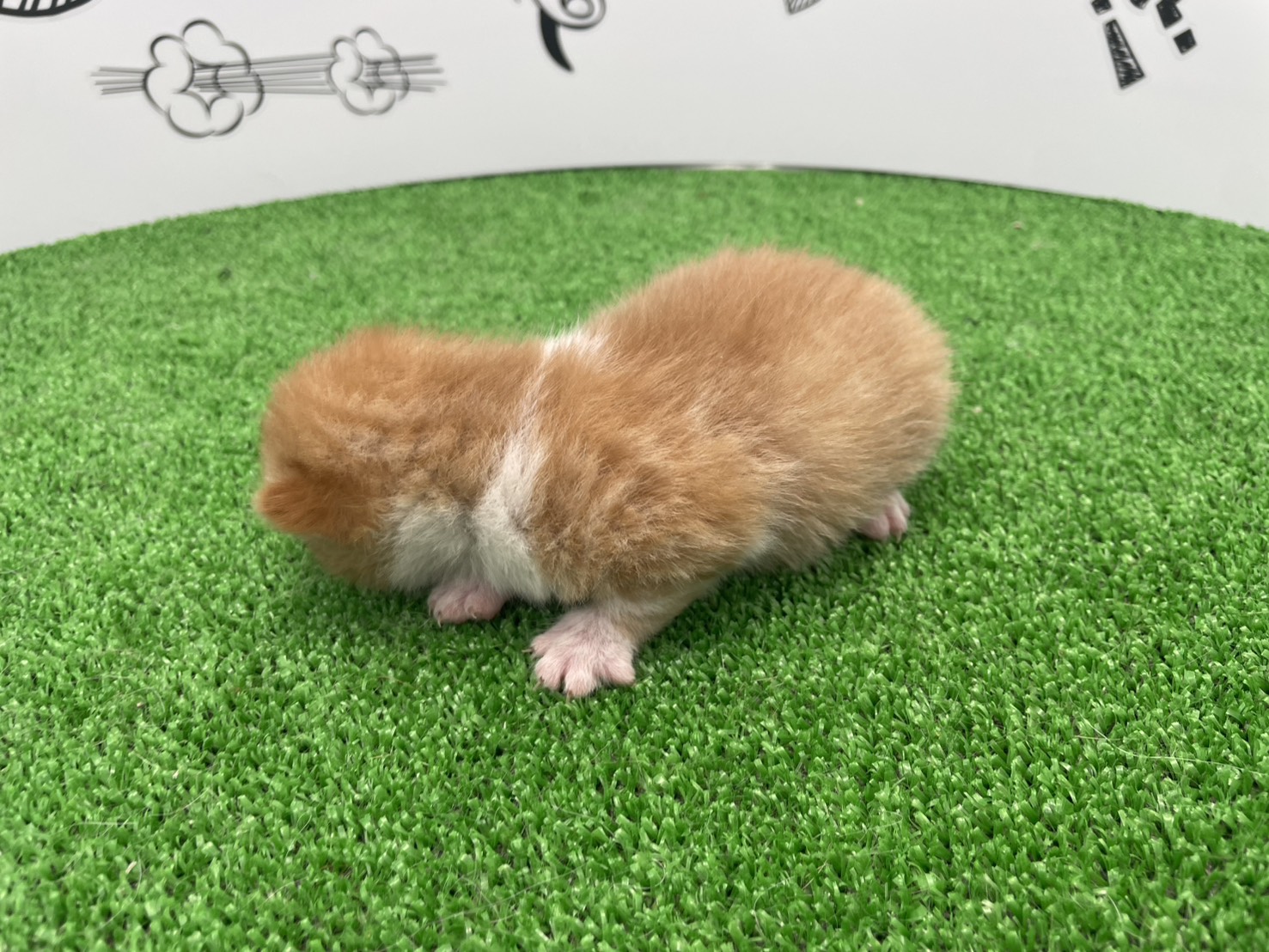 赤ちゃん写真1-2