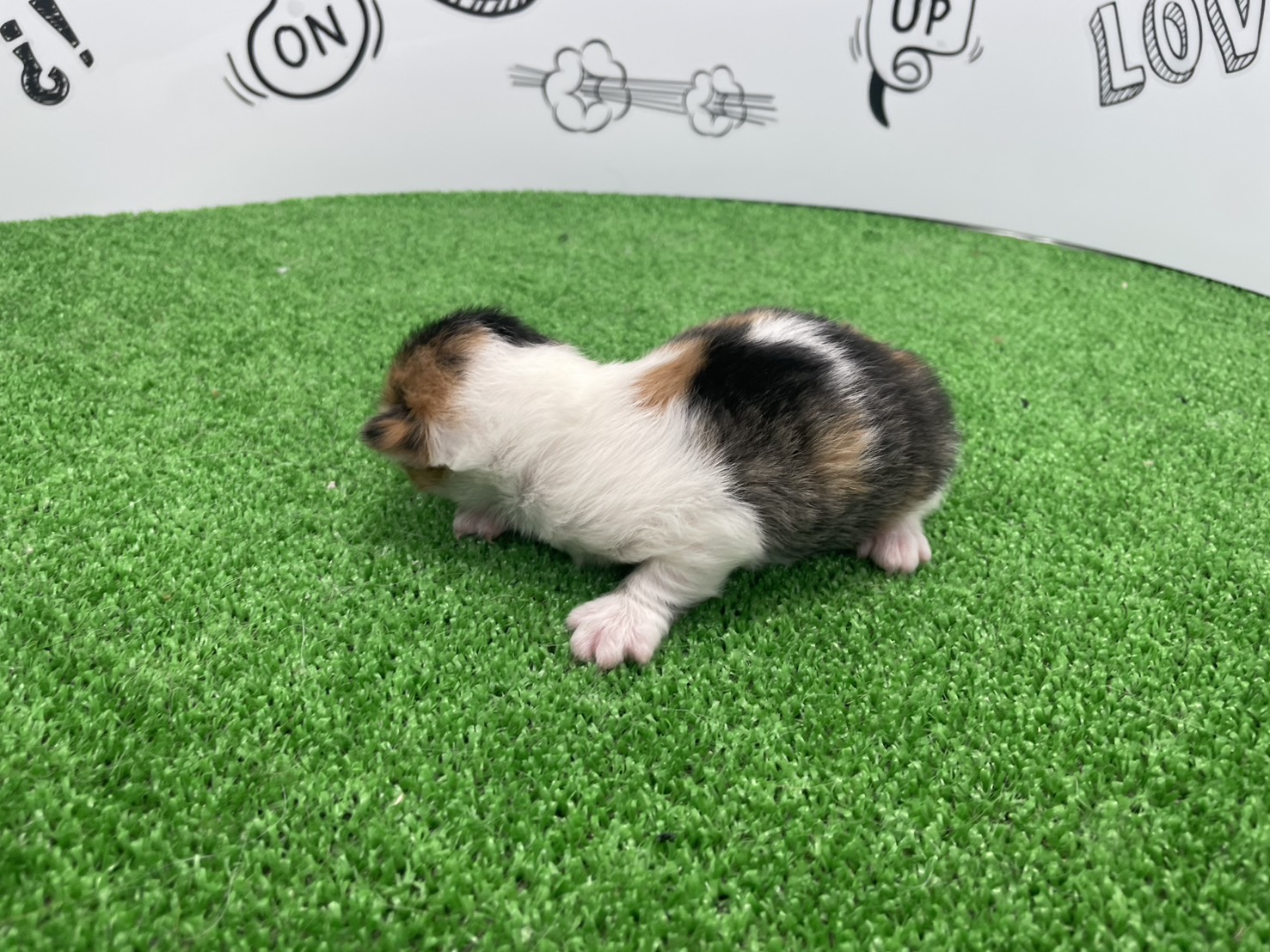 赤ちゃん写真1-2