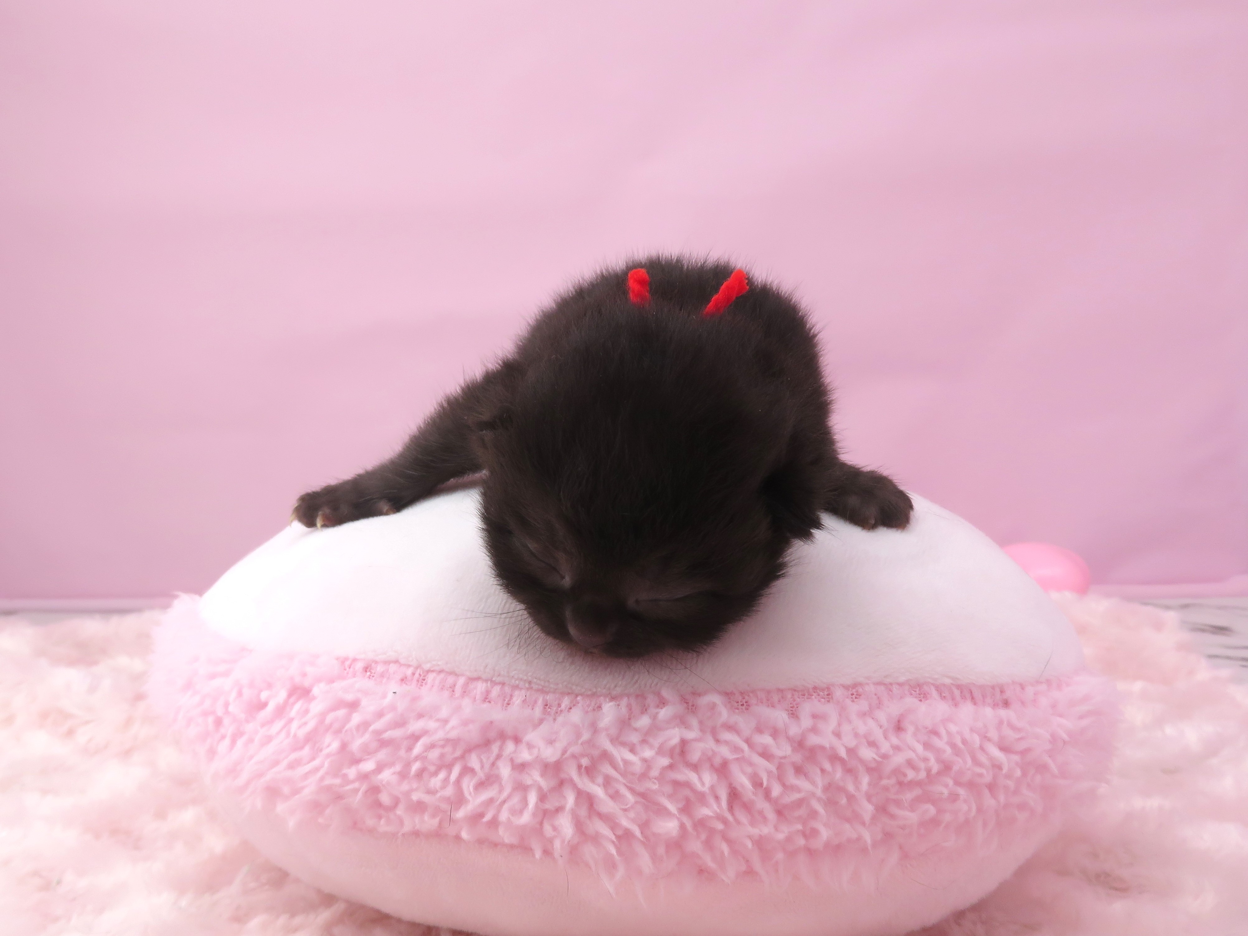 スコティッシュフォールド