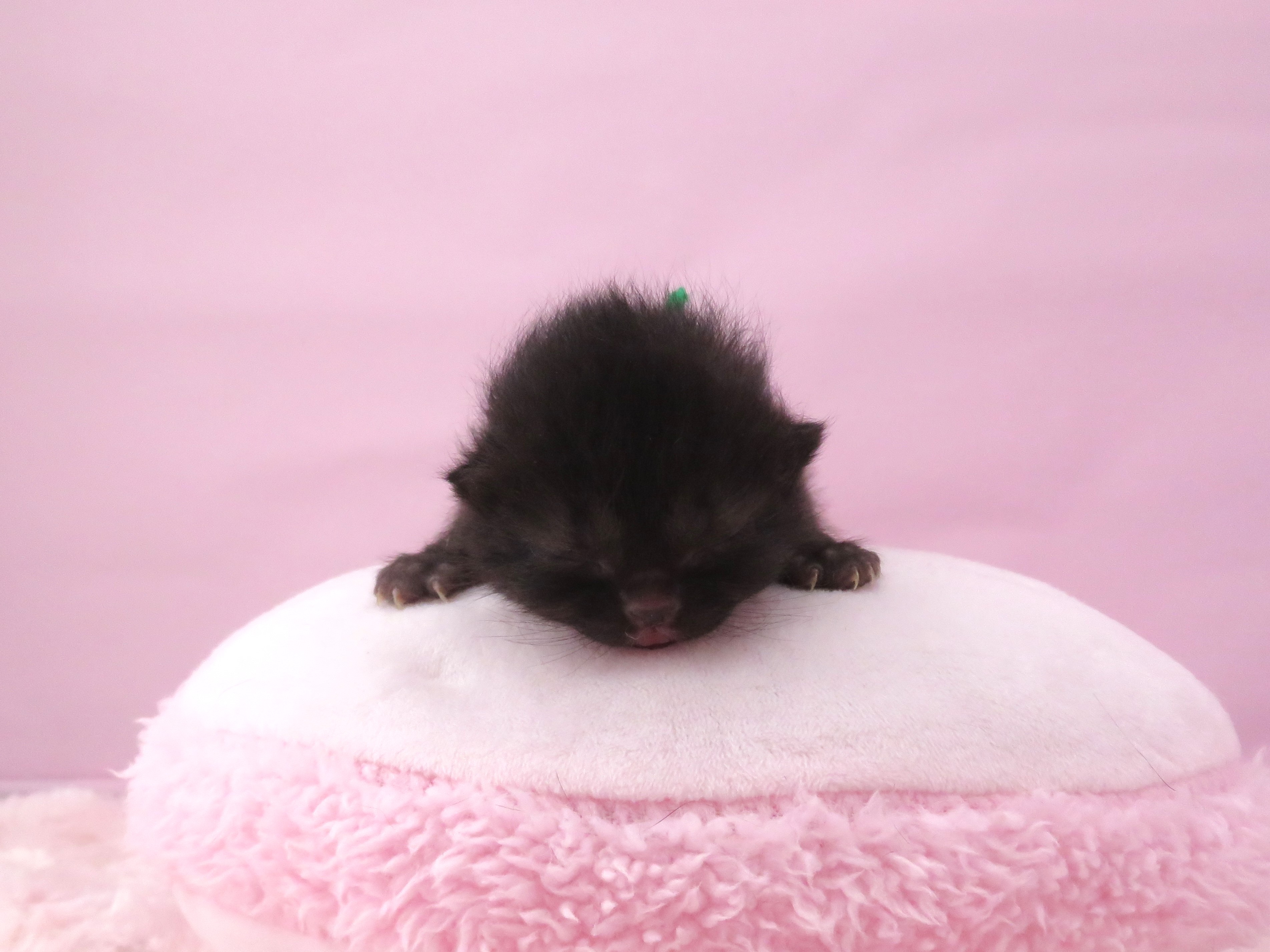 赤ちゃん写真1-1