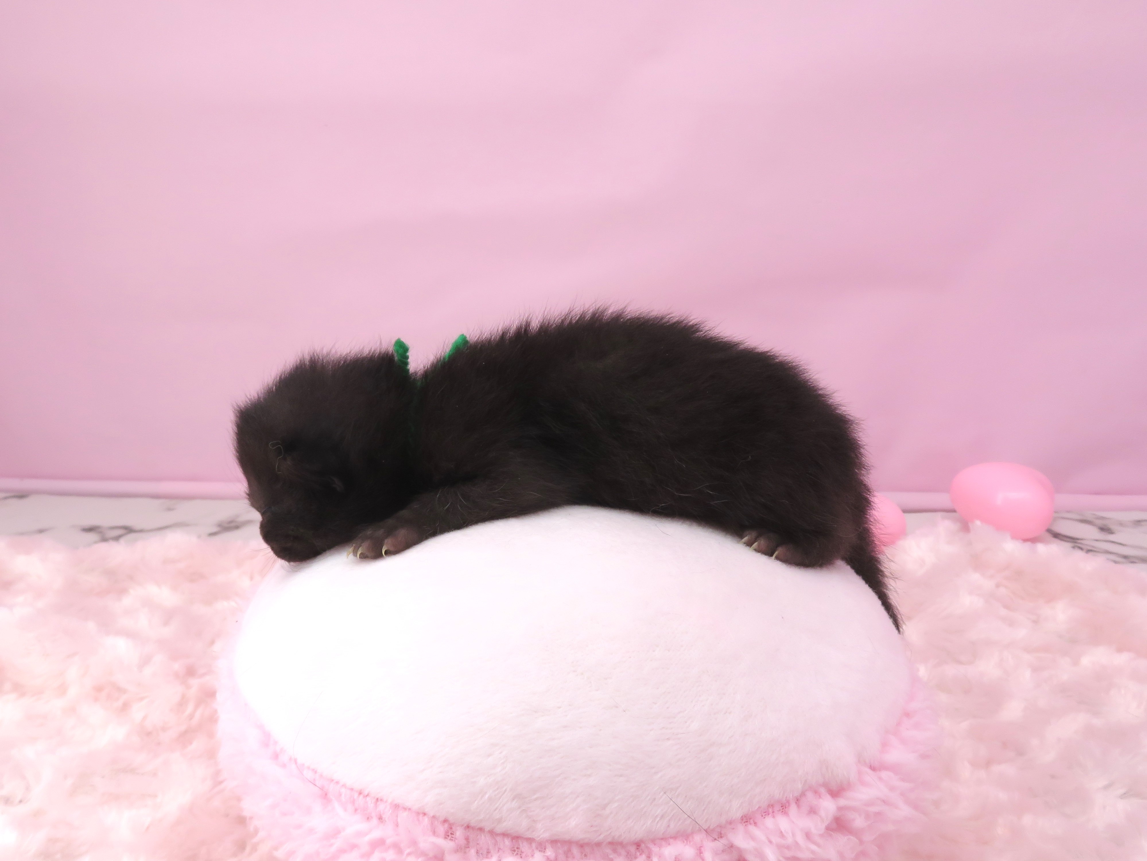 赤ちゃん写真1-2