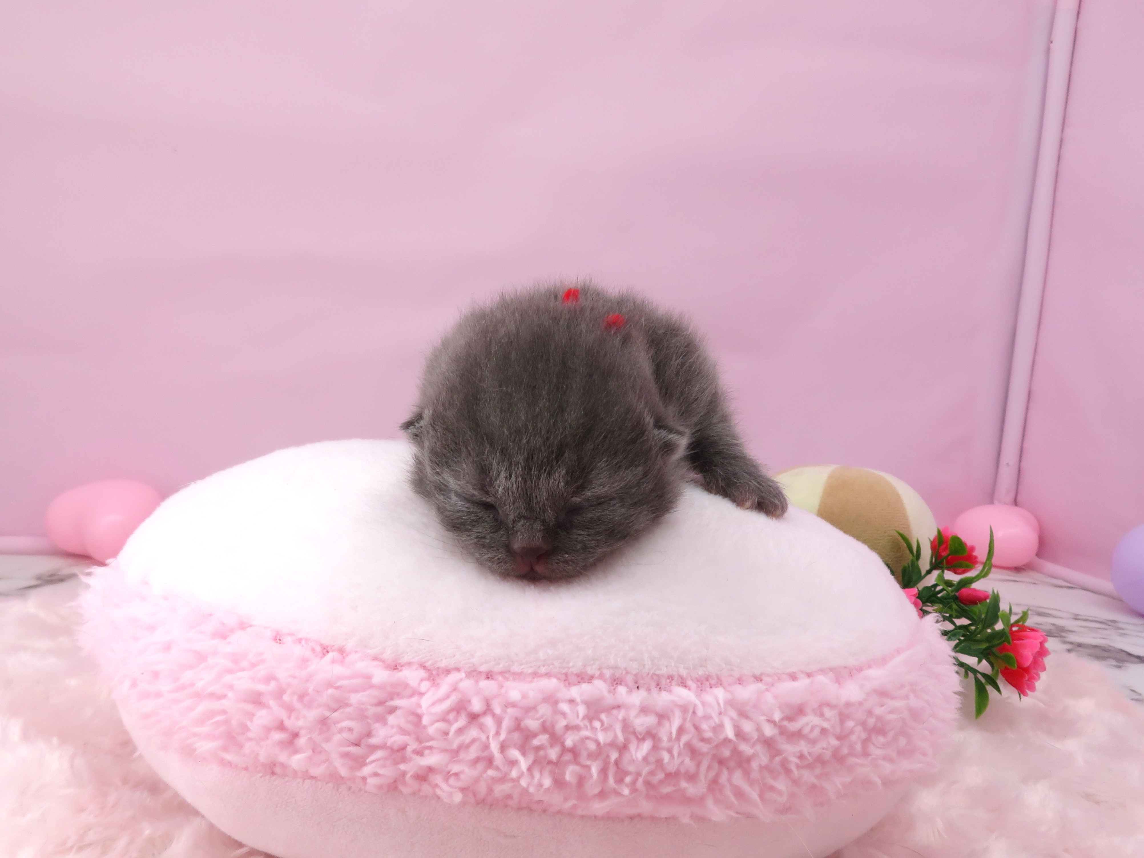 赤ちゃん写真1-1