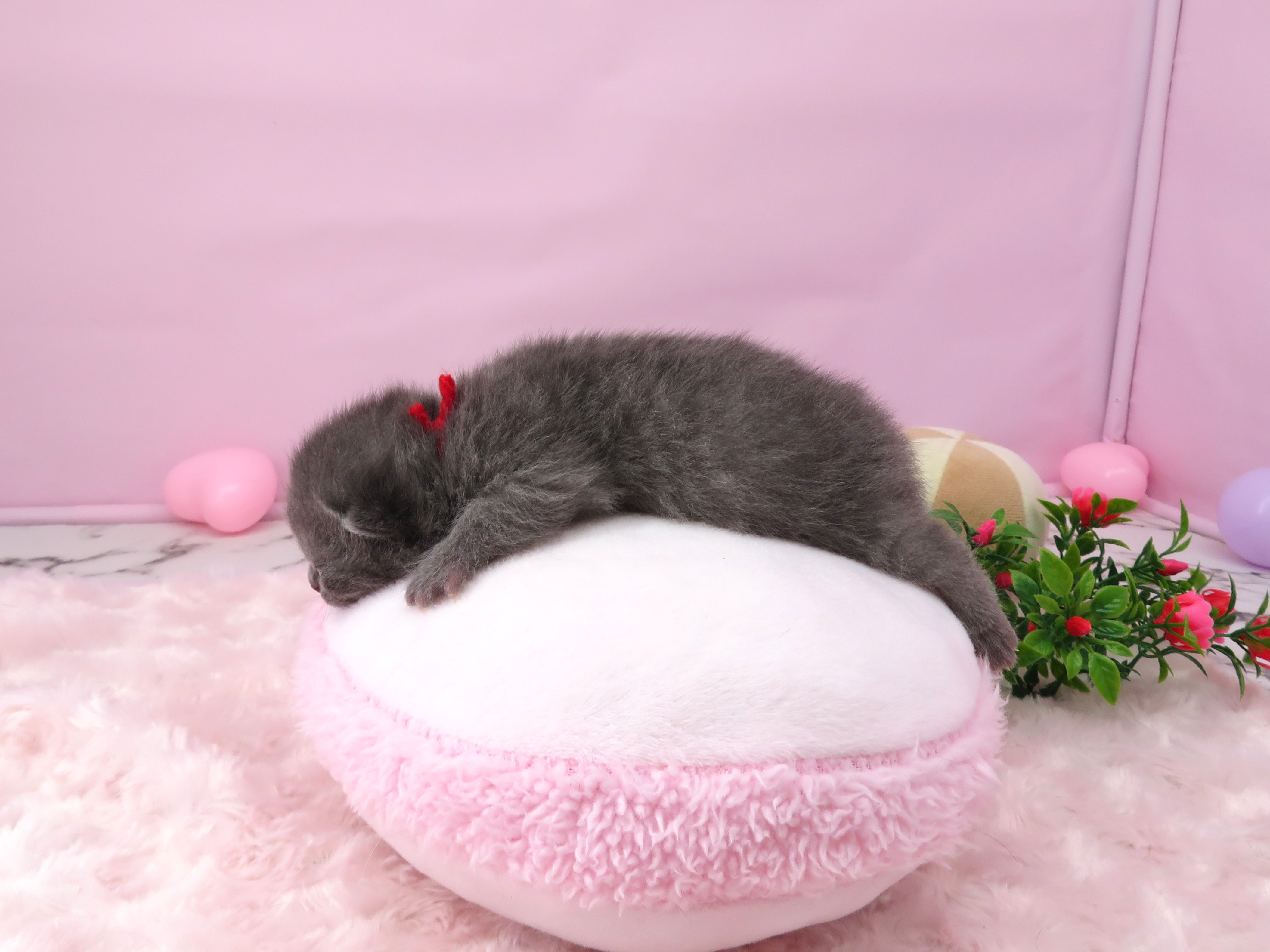赤ちゃん写真1-2