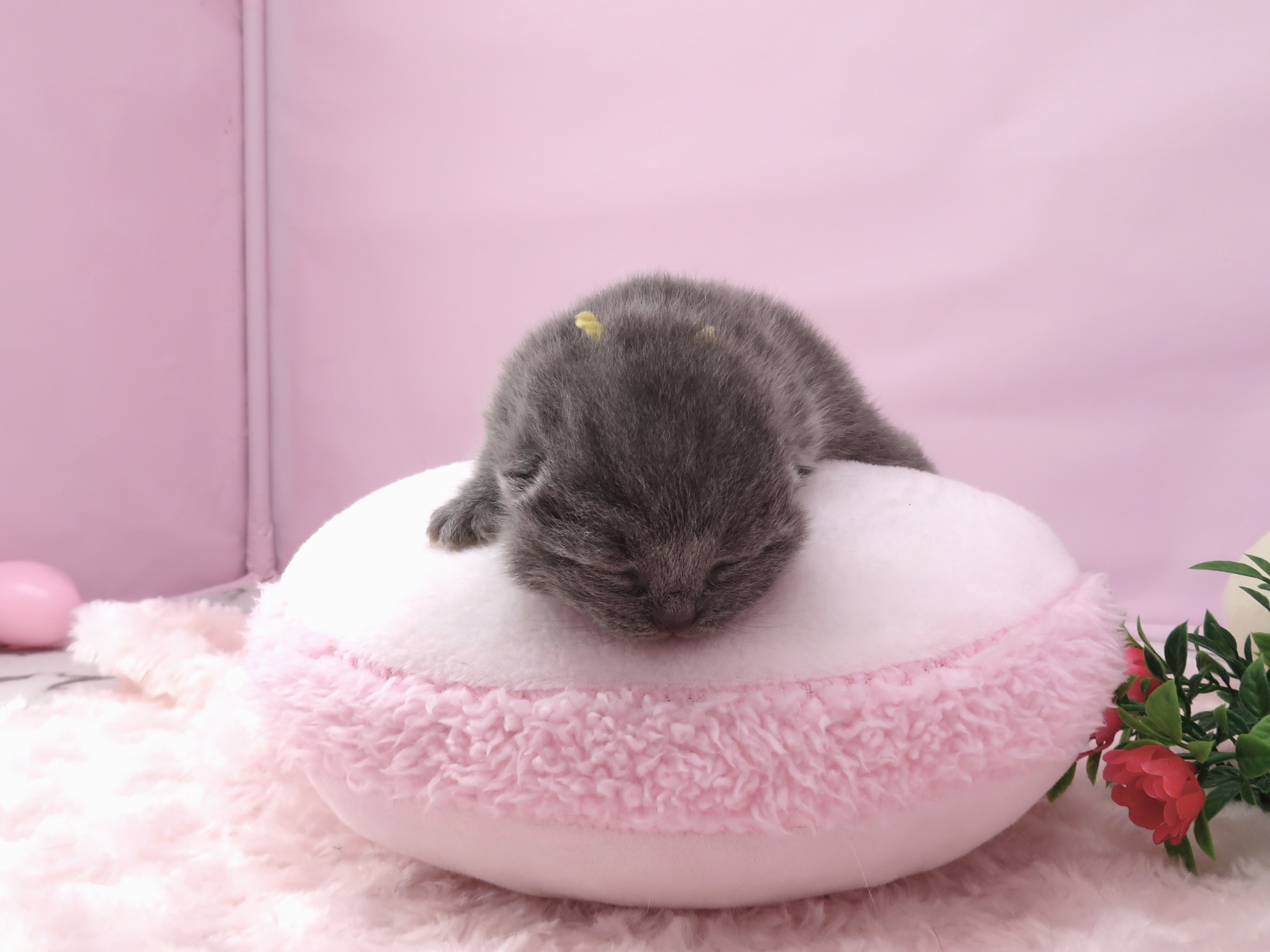 赤ちゃん写真1-1