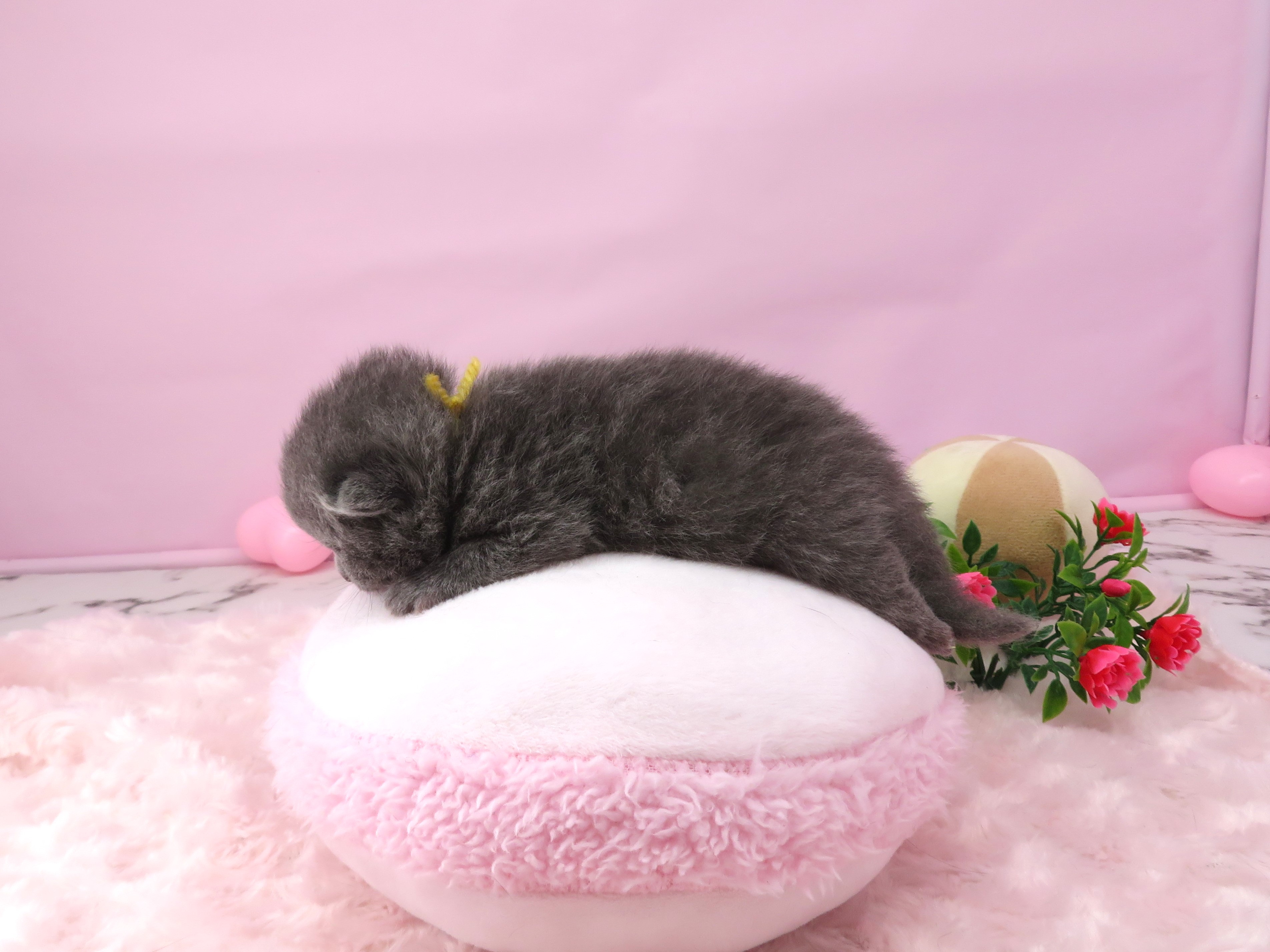 赤ちゃん写真1-2