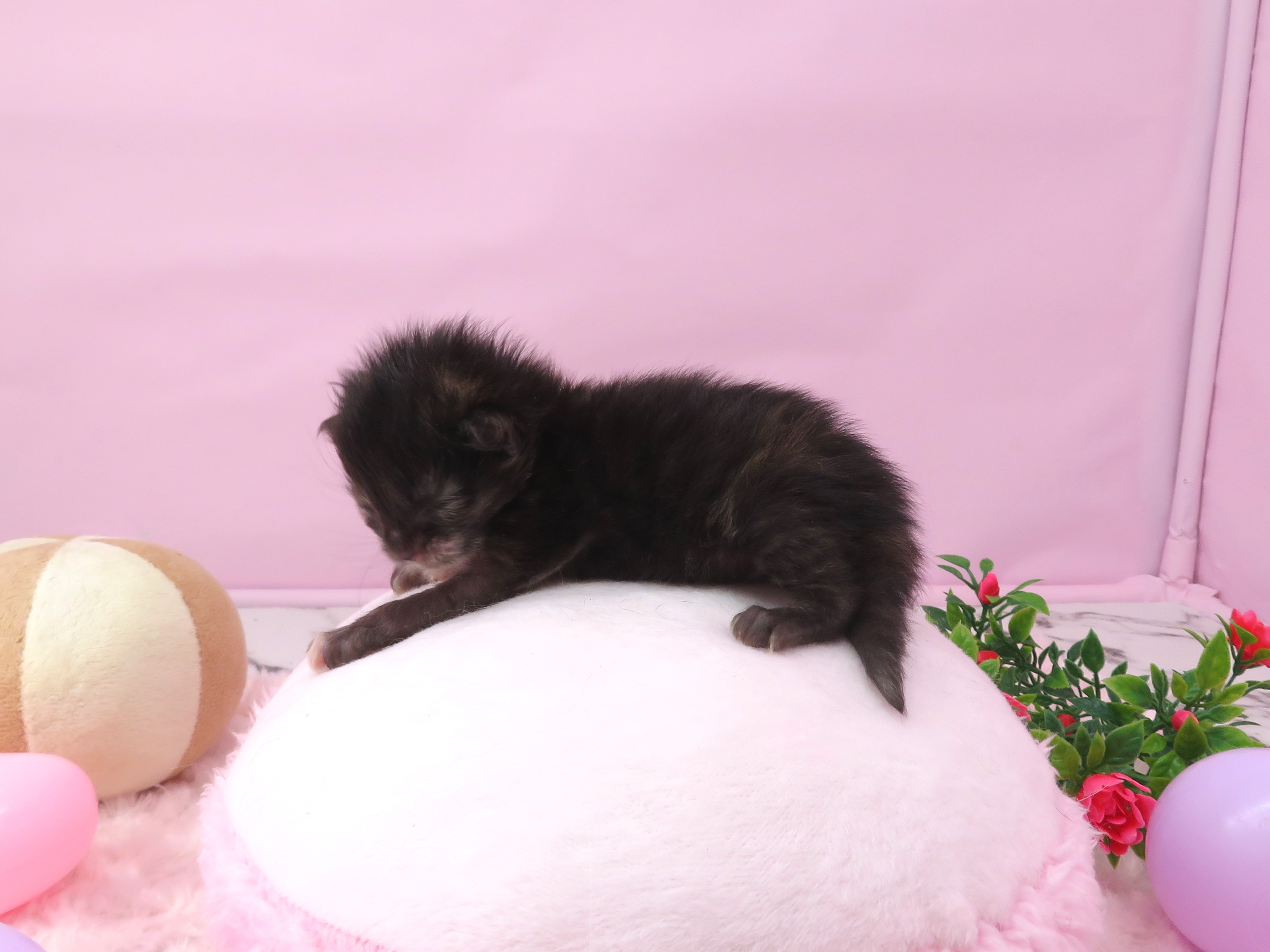 赤ちゃん写真1-2