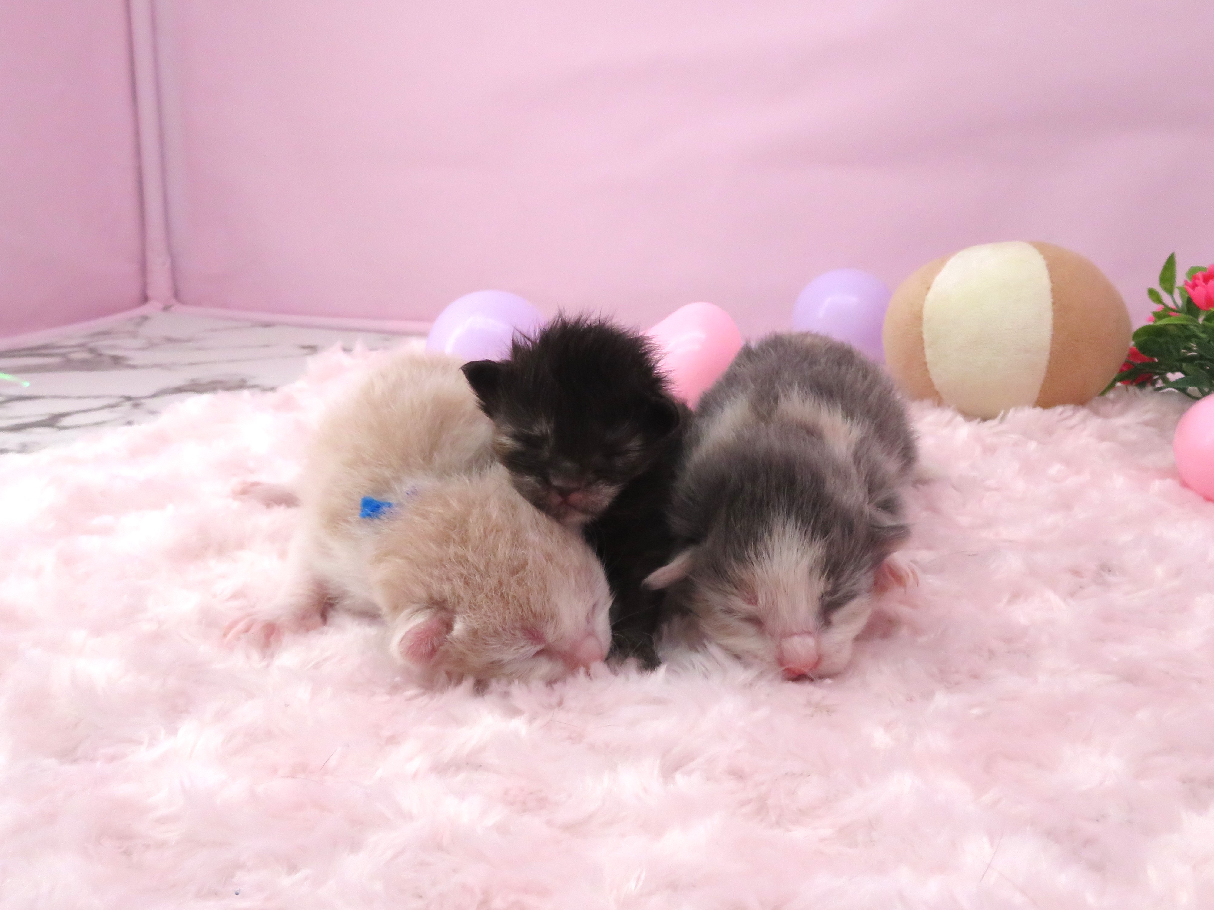 赤ちゃん写真1-3